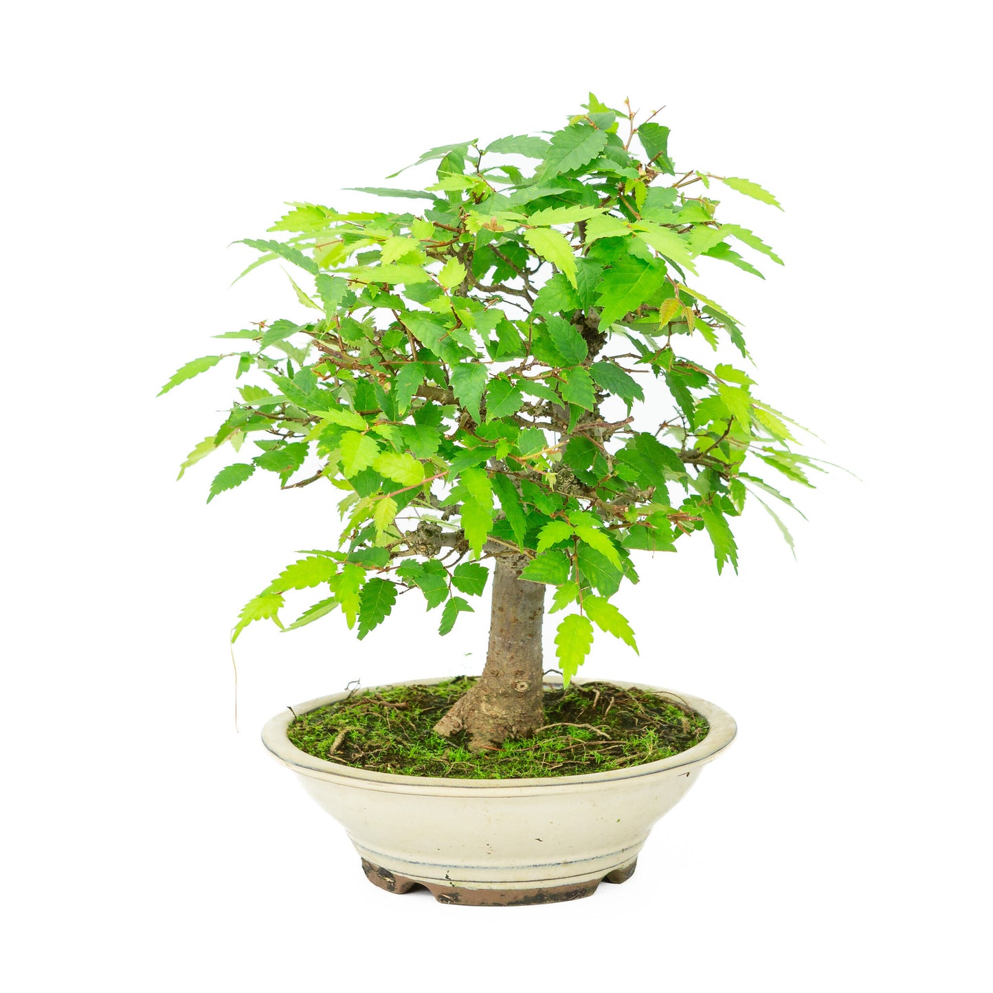 Buiten Bonsai Zelkova serrata creme ronde pot 20cm, hoogte ~32cm
