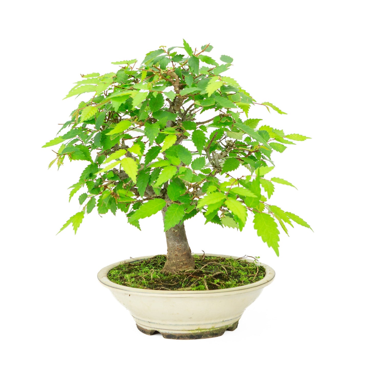 Outdoor Bonsai Zelkova serrata cream round pot 20cm, height ~32cm