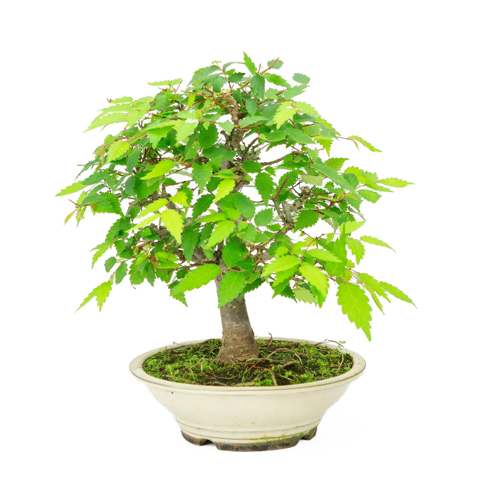 Outdoor Bonsai Zelkova serrata cream round pot 20cm, height ~32cm