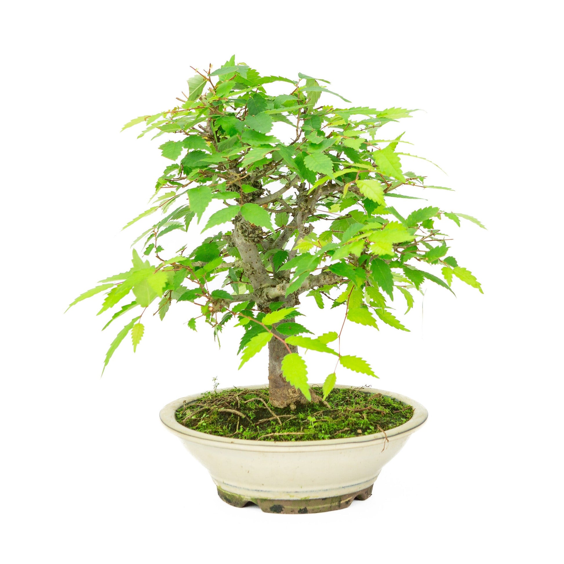 Outdoor Bonsai Zelkova serrata cream round pot 20cm, height ~32cm
