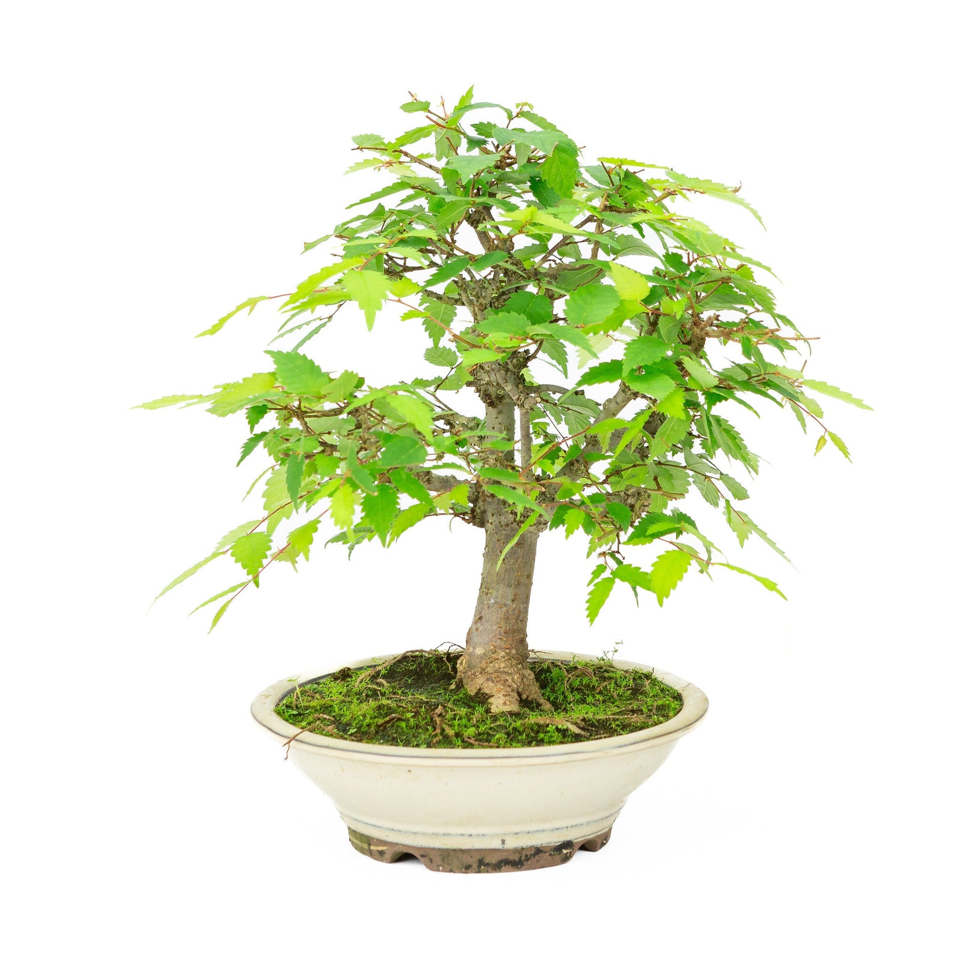 Outdoor Bonsai Zelkova serrata cream round pot 20cm, height ~32cm
