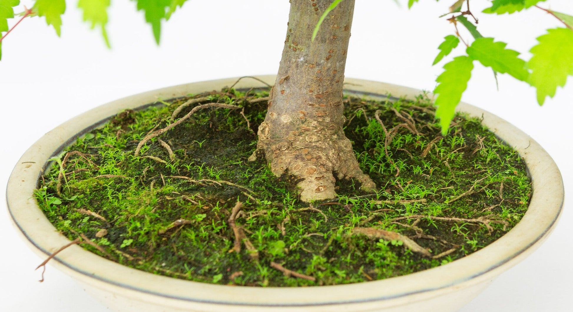 Outdoor Bonsai Zelkova serrata cream round pot 20cm, height ~32cm