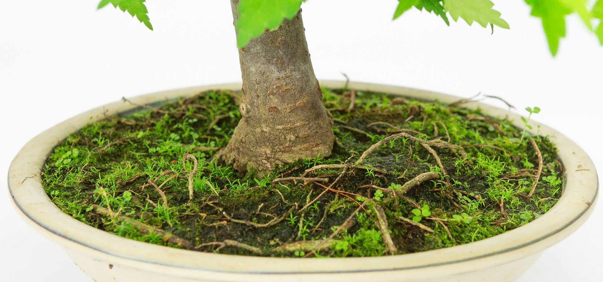 Outdoor Bonsai Zelkova serrata cream round pot 20cm, height ~32cm