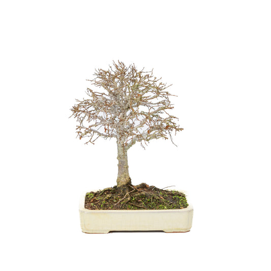 Buiten Shohin Bonsai Zelkova serrata creme rechthoekige pot 18cm, hoogte ~ 26cm
