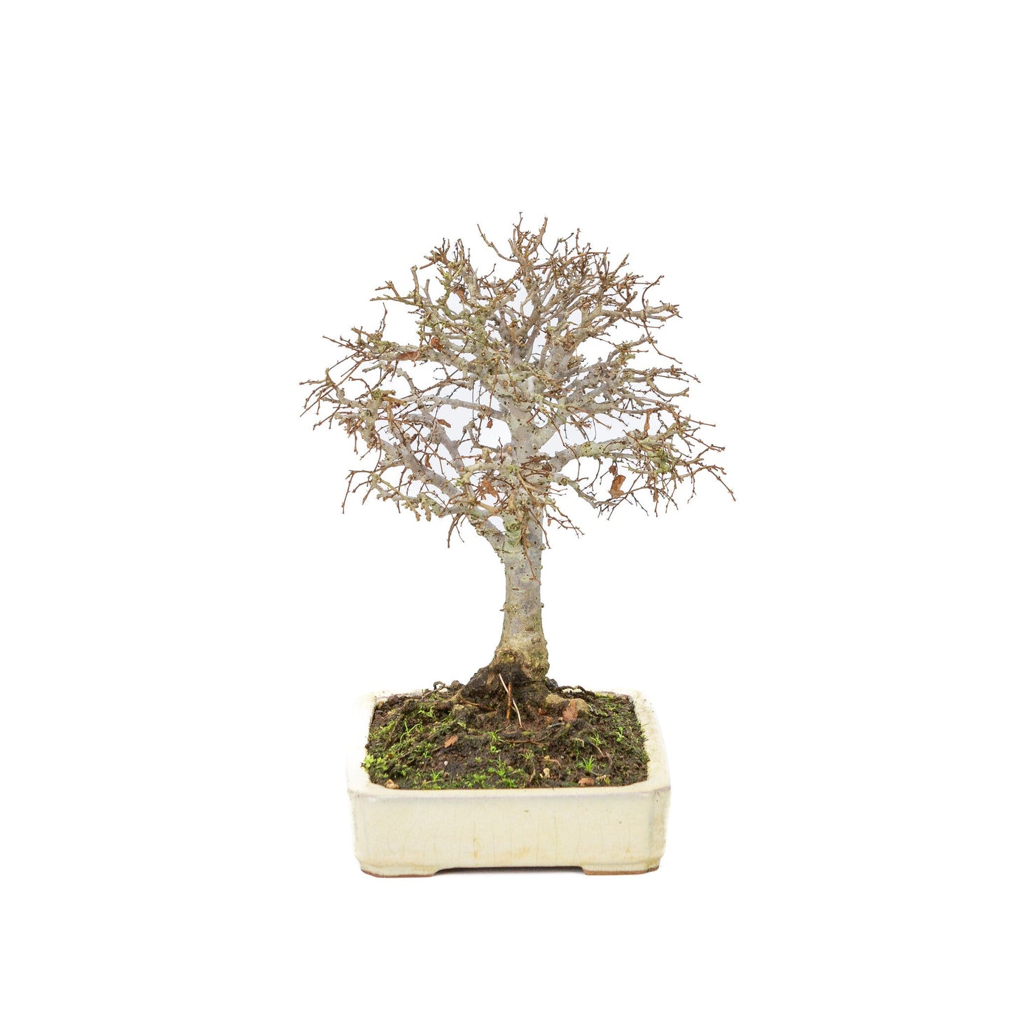 Buiten Shohin Bonsai Zelkova serrata creme rechthoekige pot 18cm, hoogte ~ 26cm