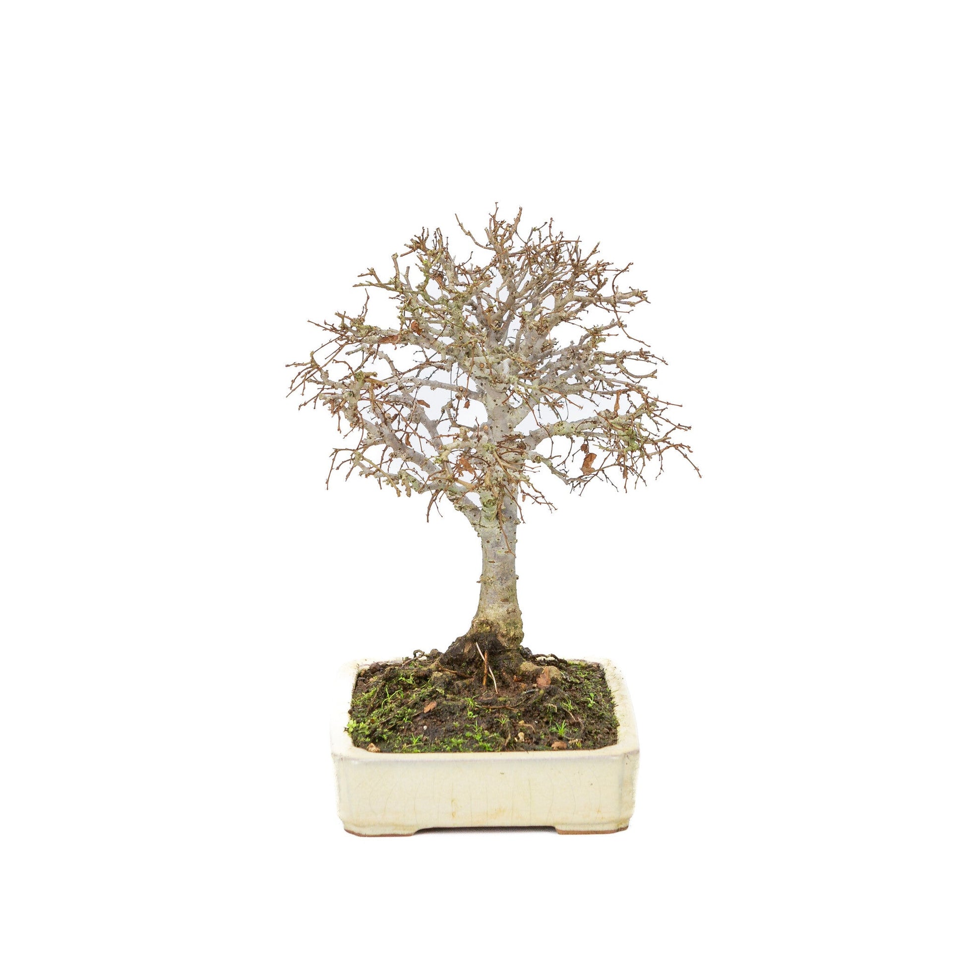 Buiten Shohin Bonsai Zelkova serrata creme rechthoekige pot 18cm, hoogte ~ 26cm