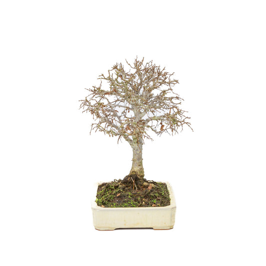 Buiten Shohin Bonsai Zelkova serrata creme rechthoekige pot 18cm, hoogte ~ 26cm