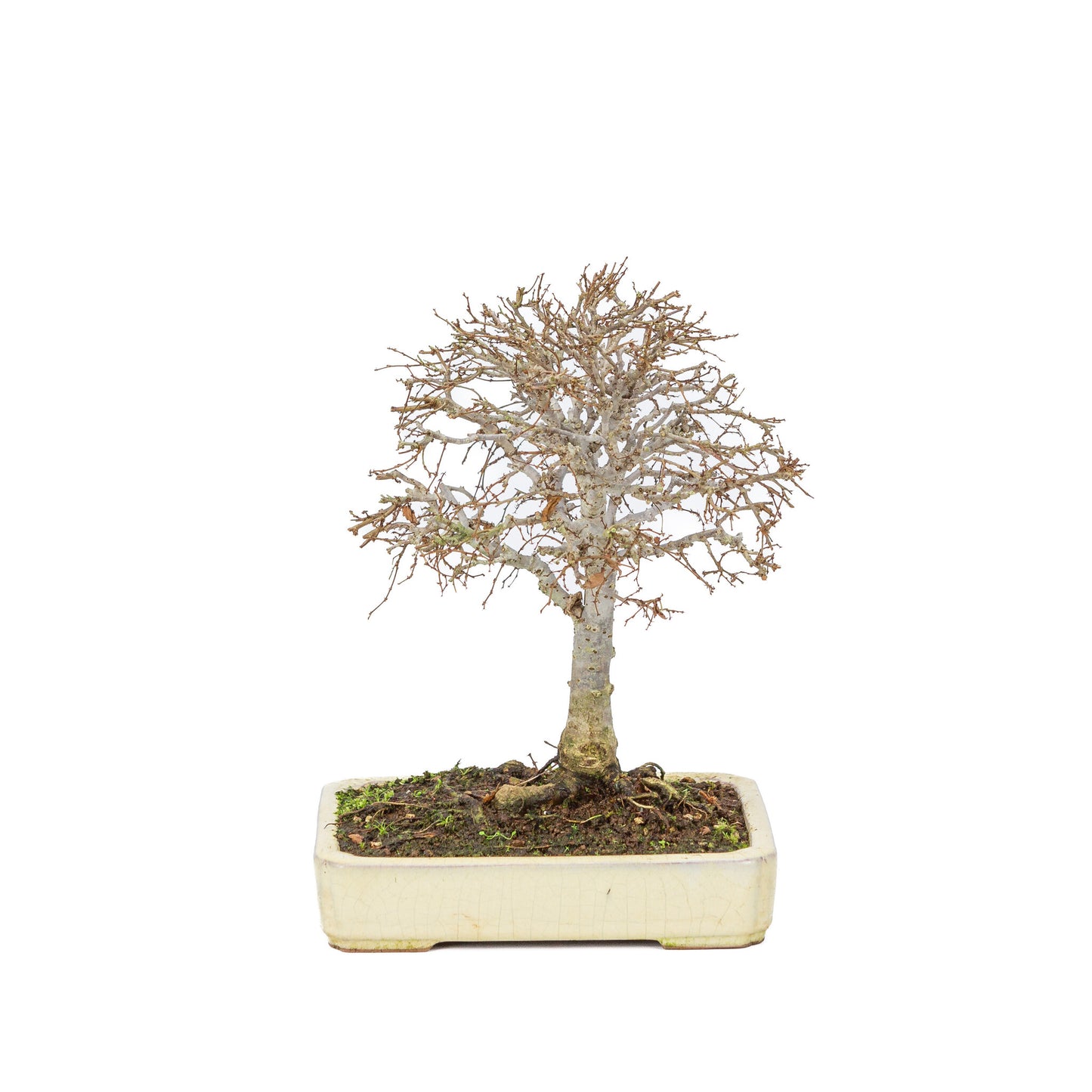 Buiten Shohin Bonsai Zelkova serrata creme rechthoekige pot 18cm, hoogte ~ 26cm