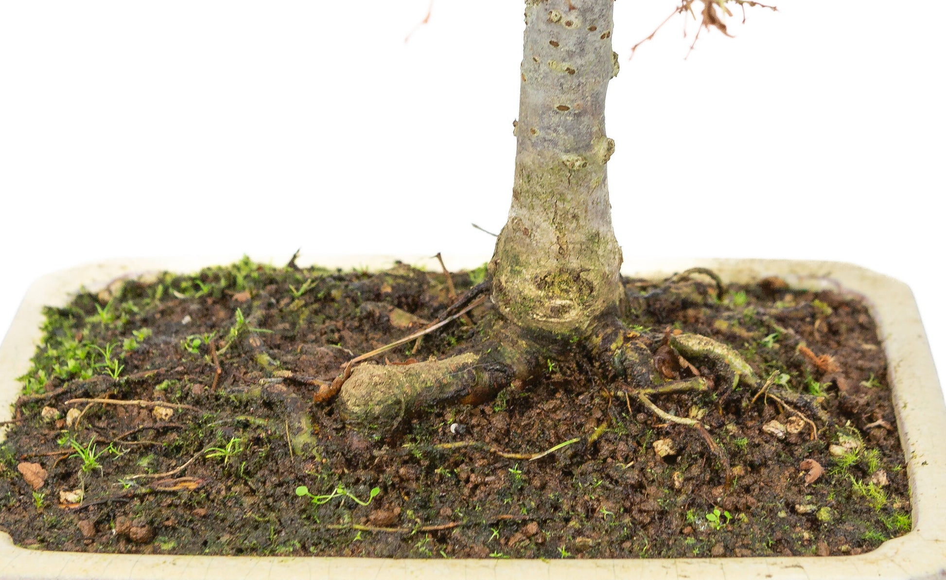 Buiten Shohin Bonsai Zelkova serrata creme rechthoekige pot 18cm, hoogte ~ 26cm