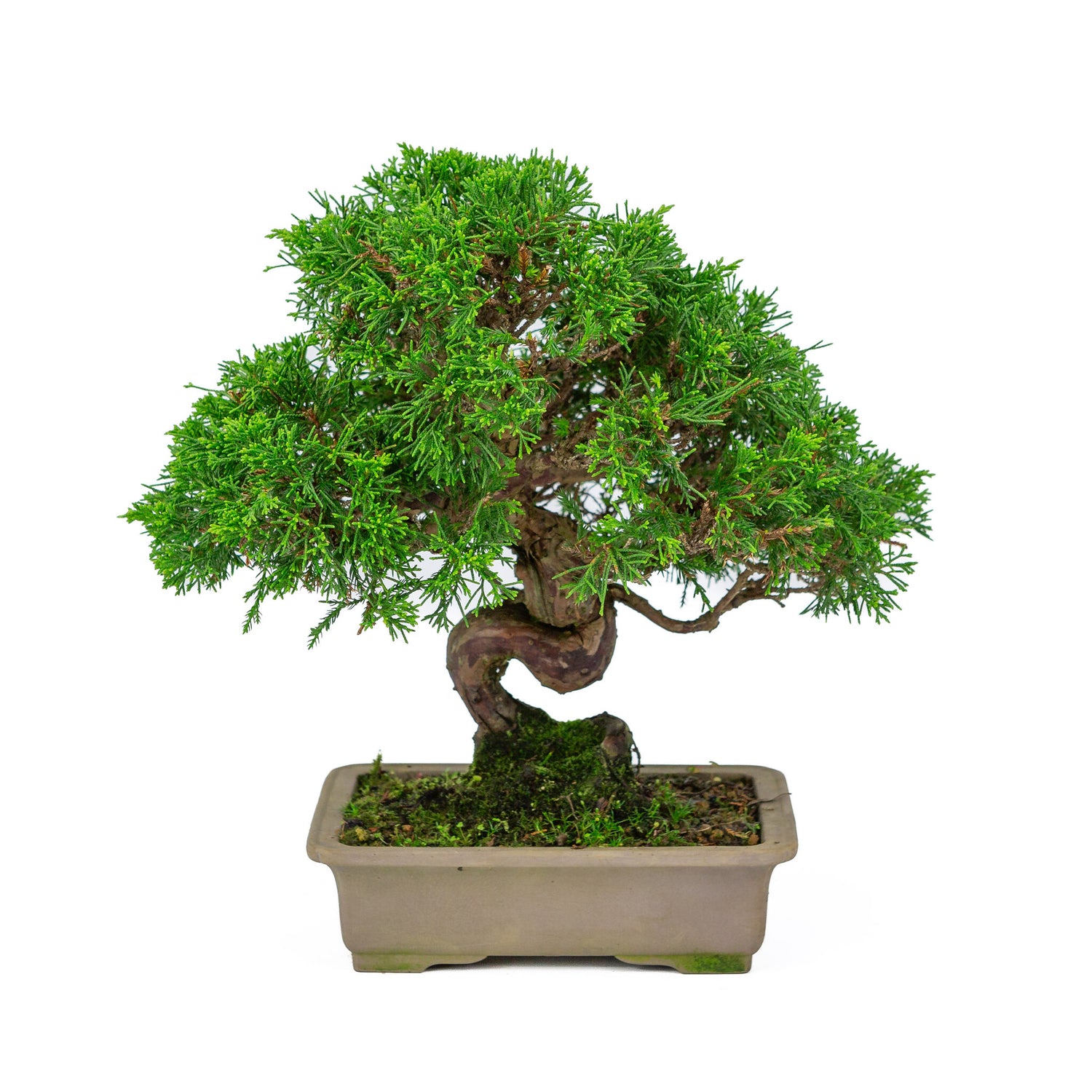 Outdoor Bonsai Juniperus chinensis unglazed rectangular pot 19 cm, height ~31 cm