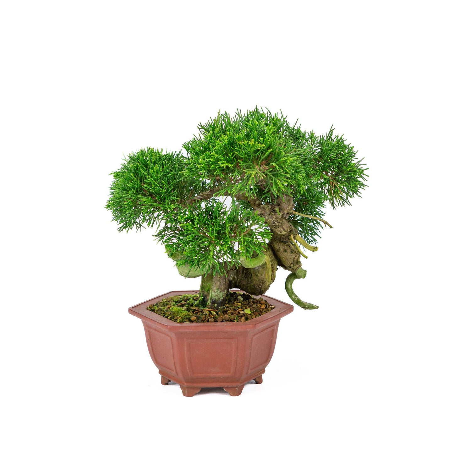 Outdoor Bonsai Juniperus chinensis unglazed hexagonal pot 18cm, height ~28cm