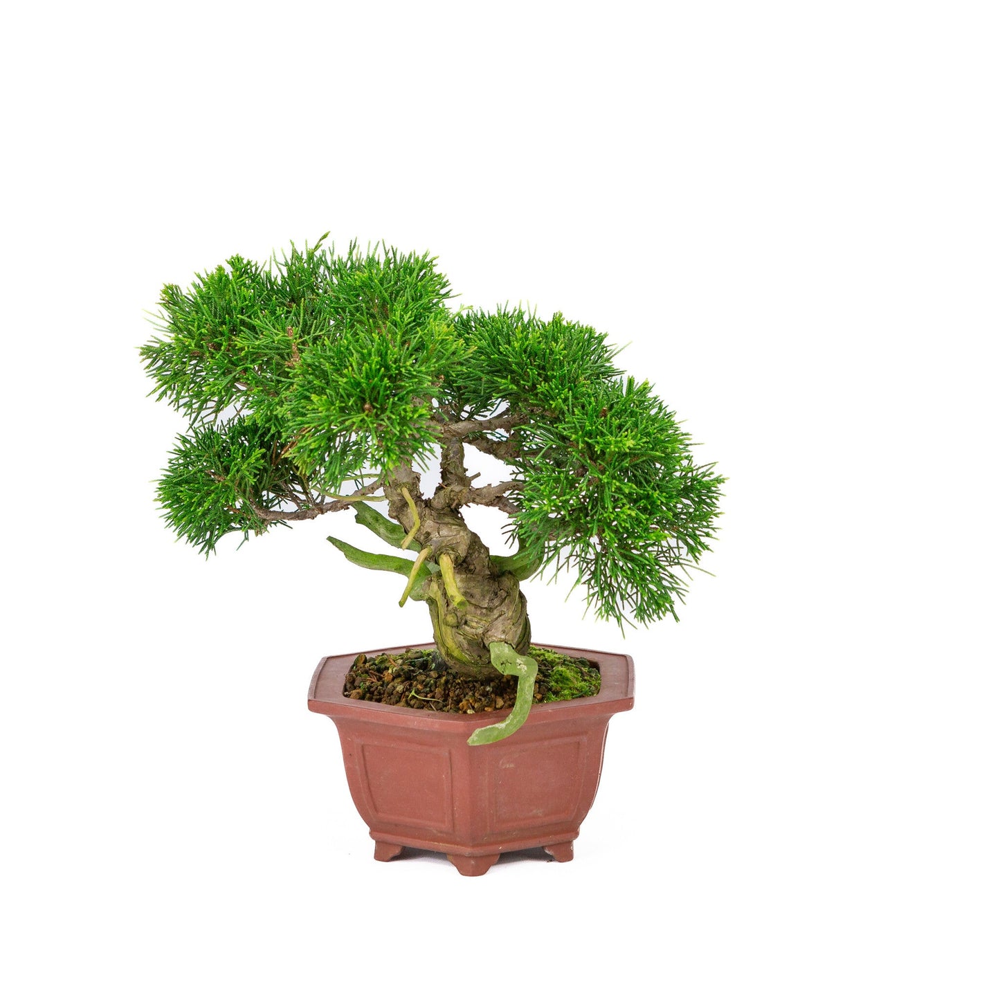 Outdoor Bonsai Juniperus chinensis unglazed hexagonal pot 18cm, height ~28cm