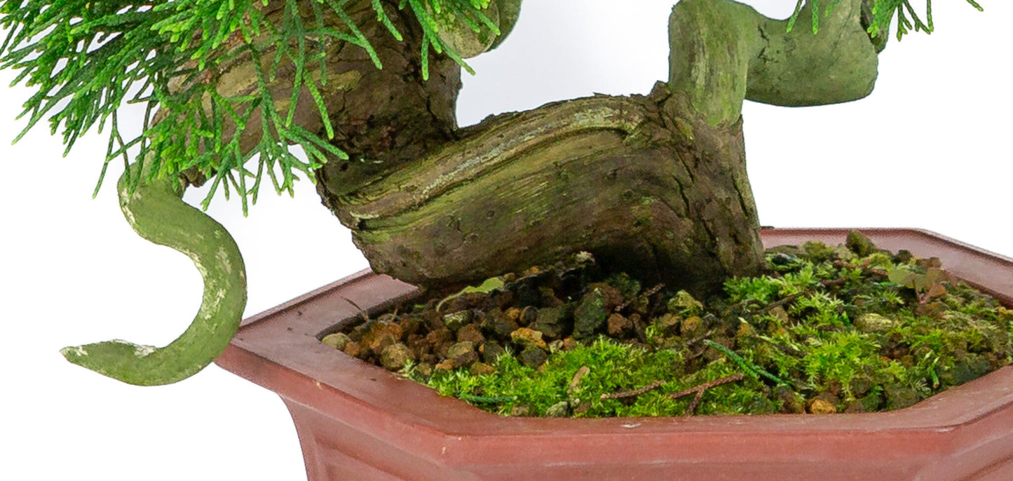 Outdoor Bonsai Juniperus chinensis unglazed hexagonal pot 18cm, height ~28cm