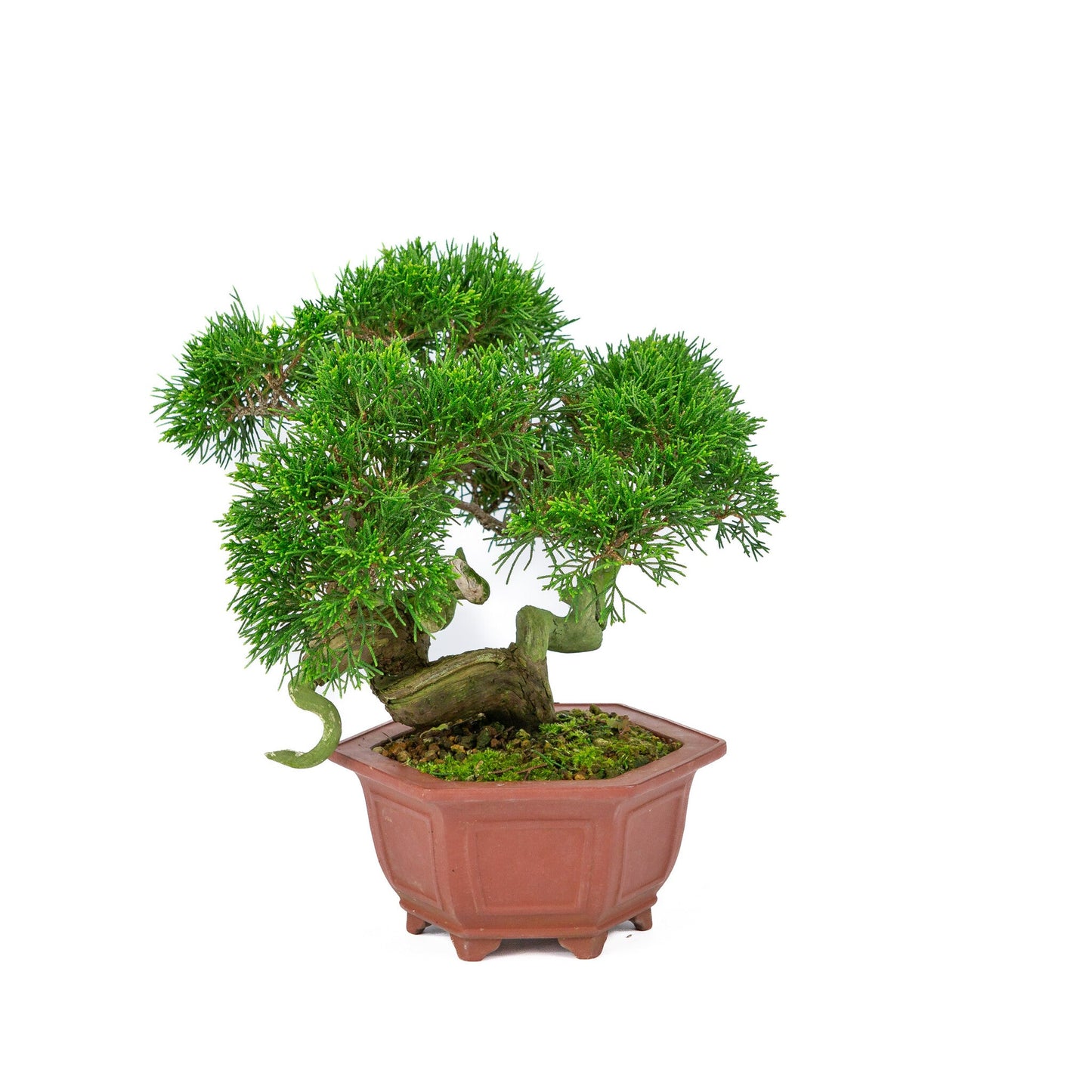 Outdoor Bonsai Juniperus chinensis unglazed hexagonal pot 18cm, height ~28cm