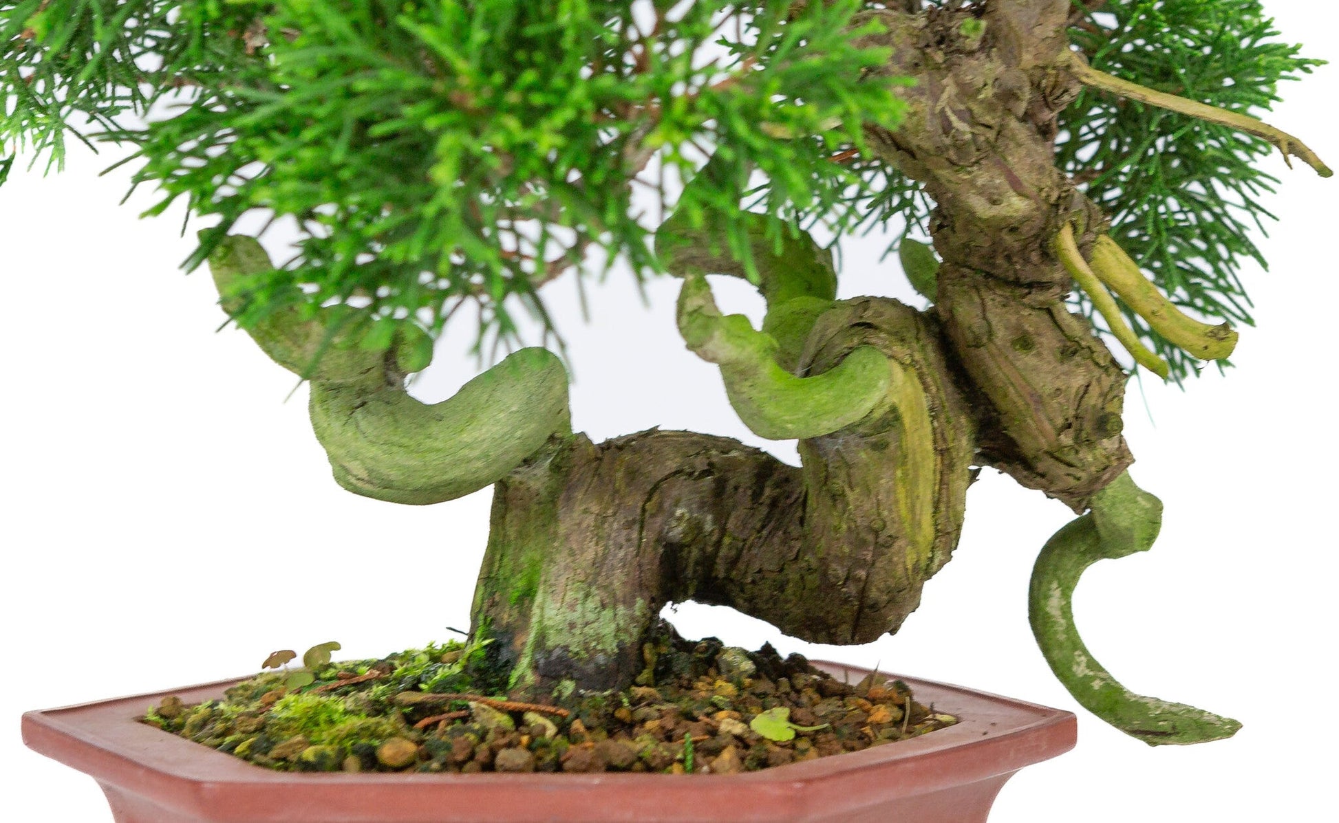 Outdoor Bonsai Juniperus chinensis unglazed hexagonal pot 18cm, height ~28cm