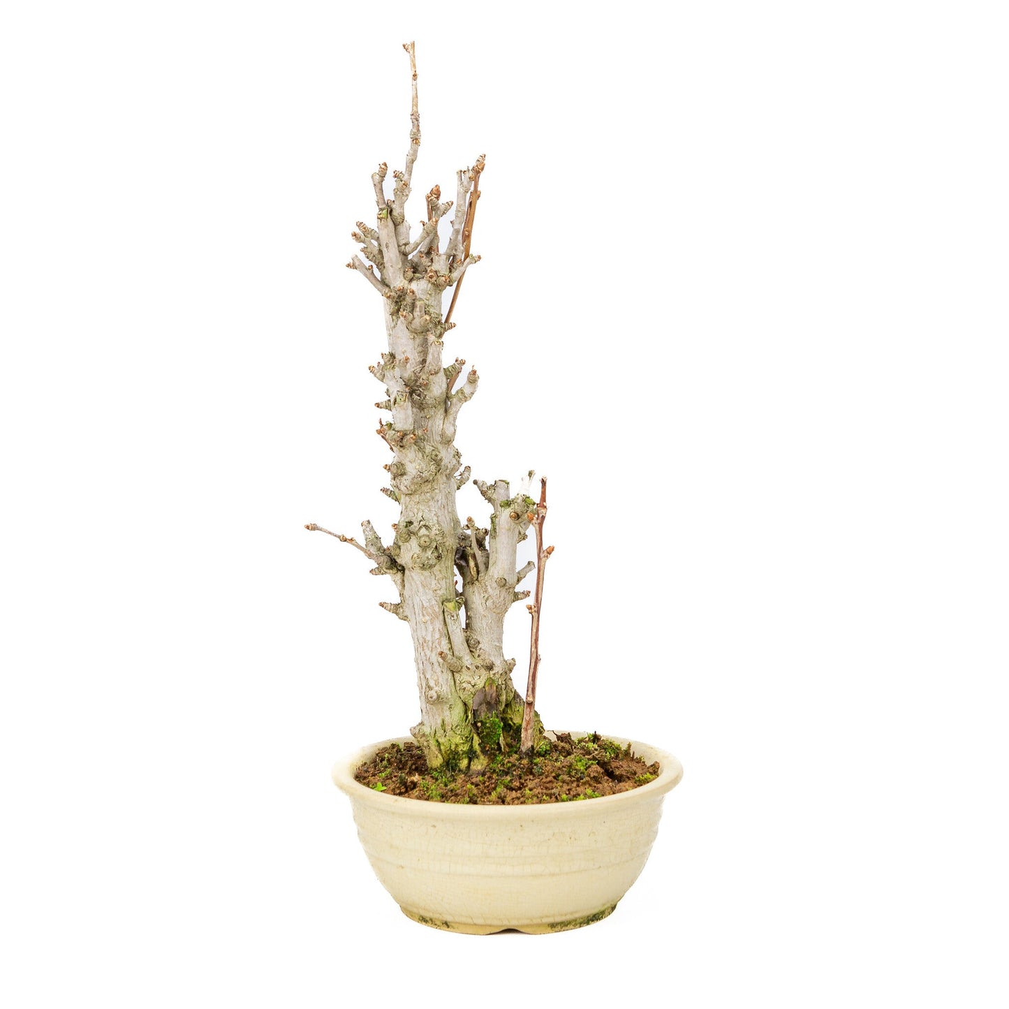 Outdoor Bonsai Ginkgo biloba cream round pot 20cm, height ~50cm