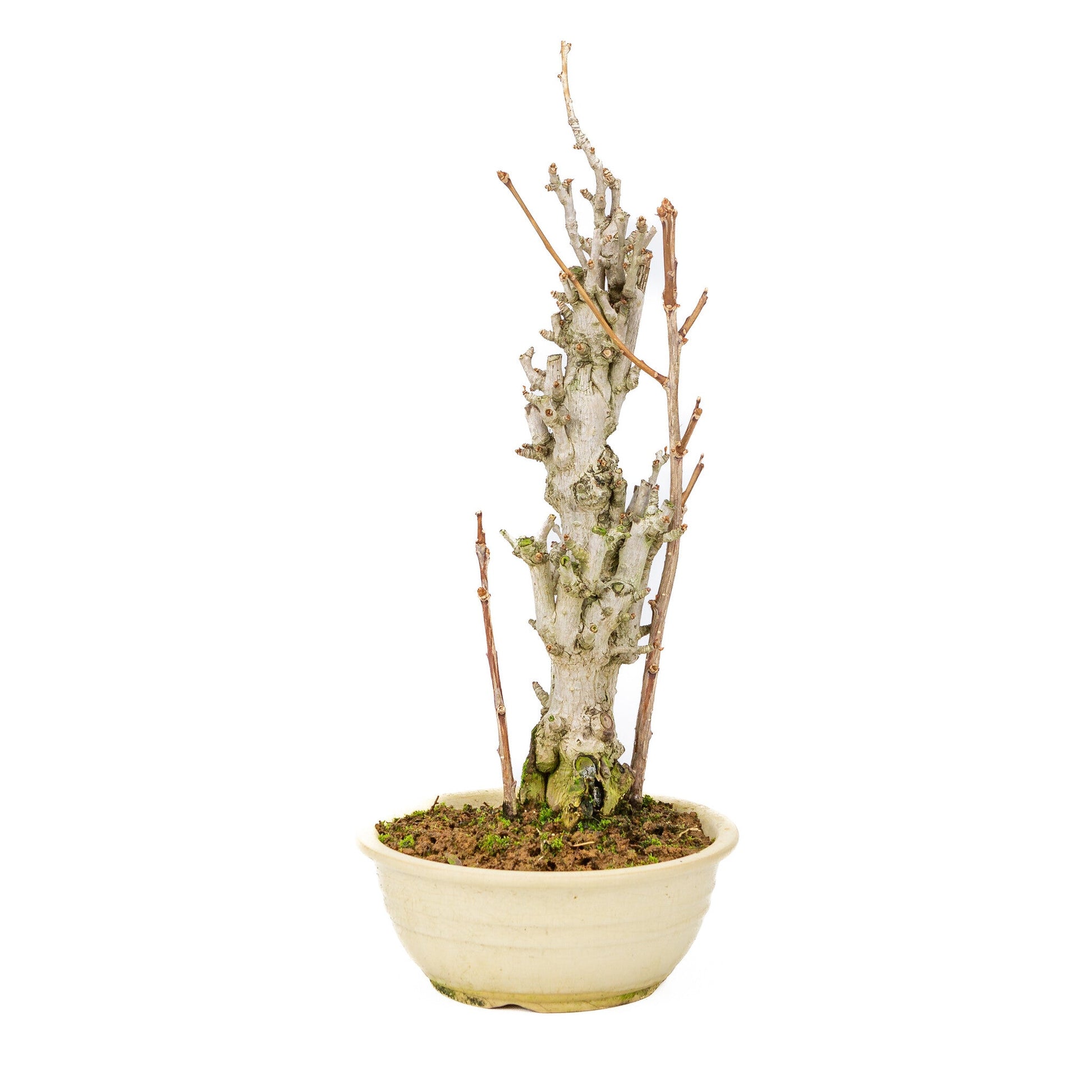 Outdoor Bonsai Ginkgo biloba cream round pot 20cm, height ~50cm