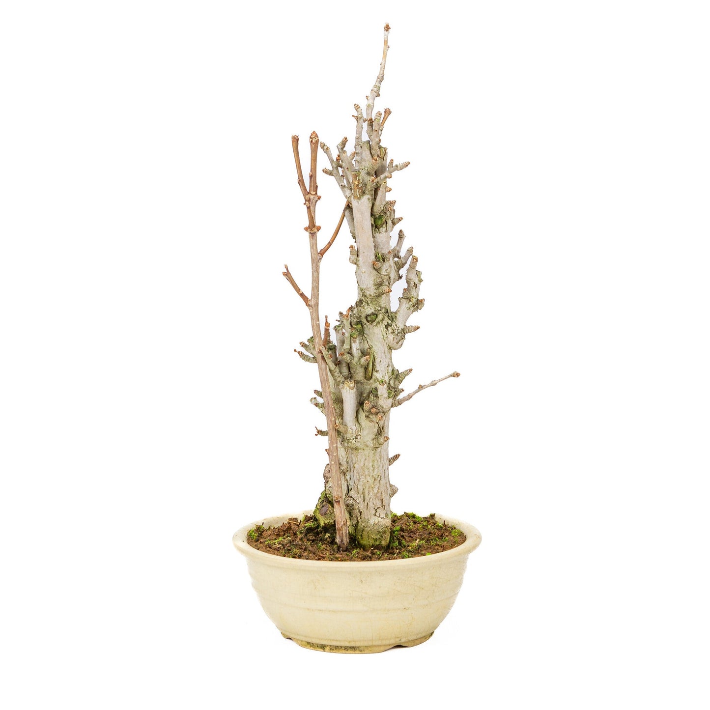 Outdoor Bonsai Ginkgo biloba cream round pot 20cm, height ~50cm