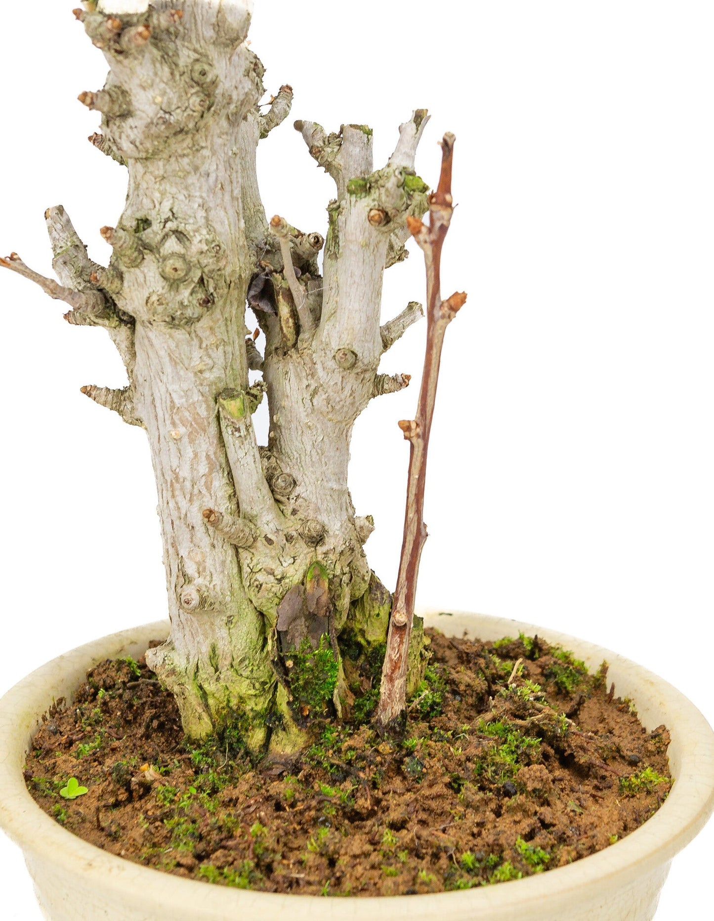 Outdoor Bonsai Ginkgo biloba cream round pot 20cm, height ~50cm