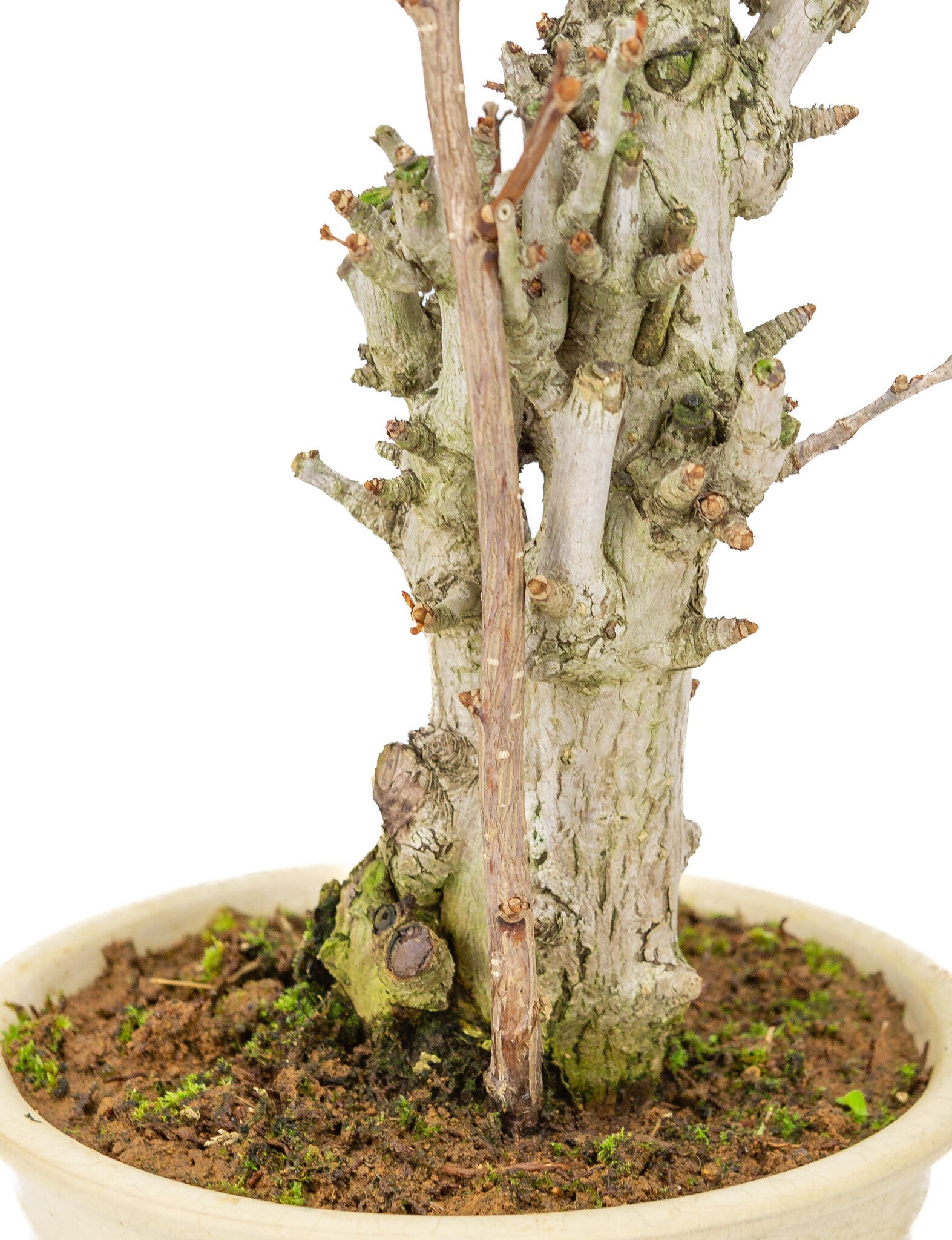 Outdoor Bonsai Ginkgo biloba cream round pot 20cm, height ~50cm