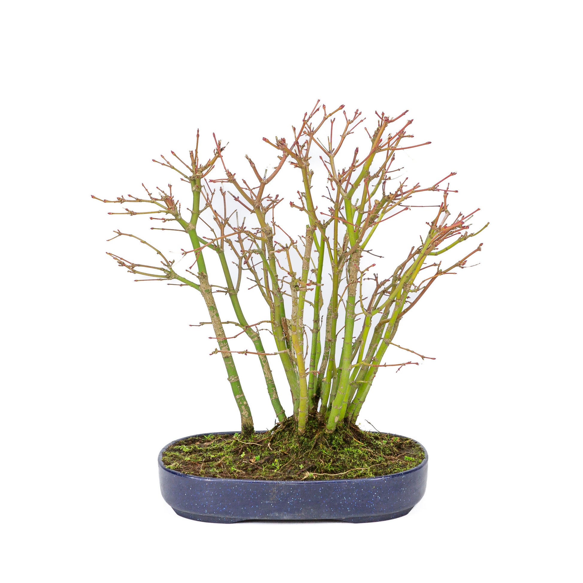 Buiten Bonsai Acer palmatum bos plastic blauwe ovale pot 22cm, hoogte ~32cm
