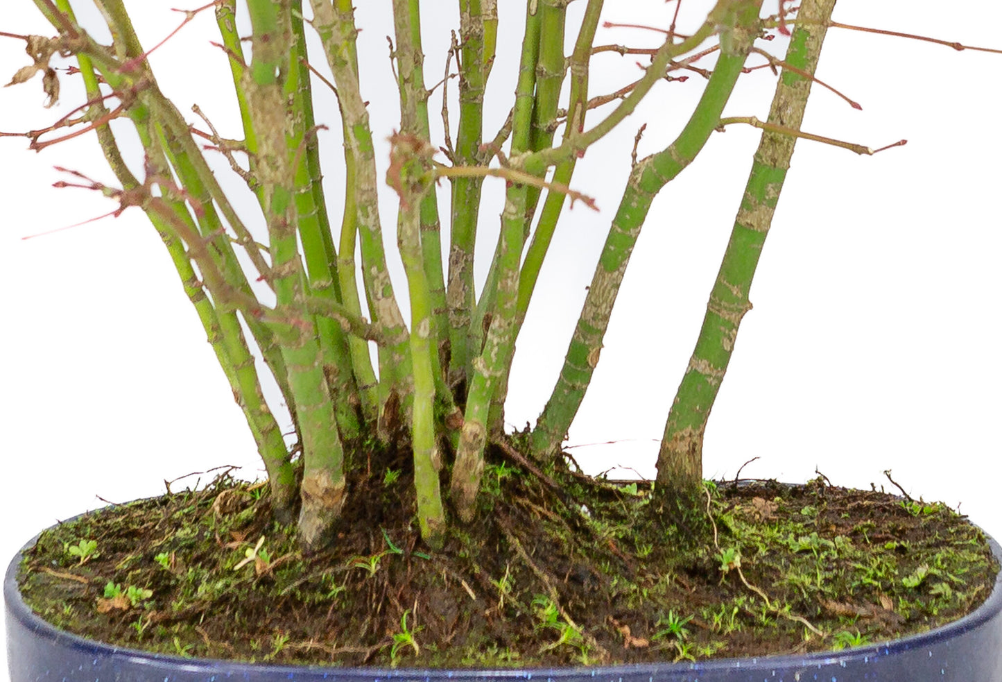 Buiten Bonsai Acer palmatum bos plastic blauwe ovale pot 22cm, hoogte ~32cm