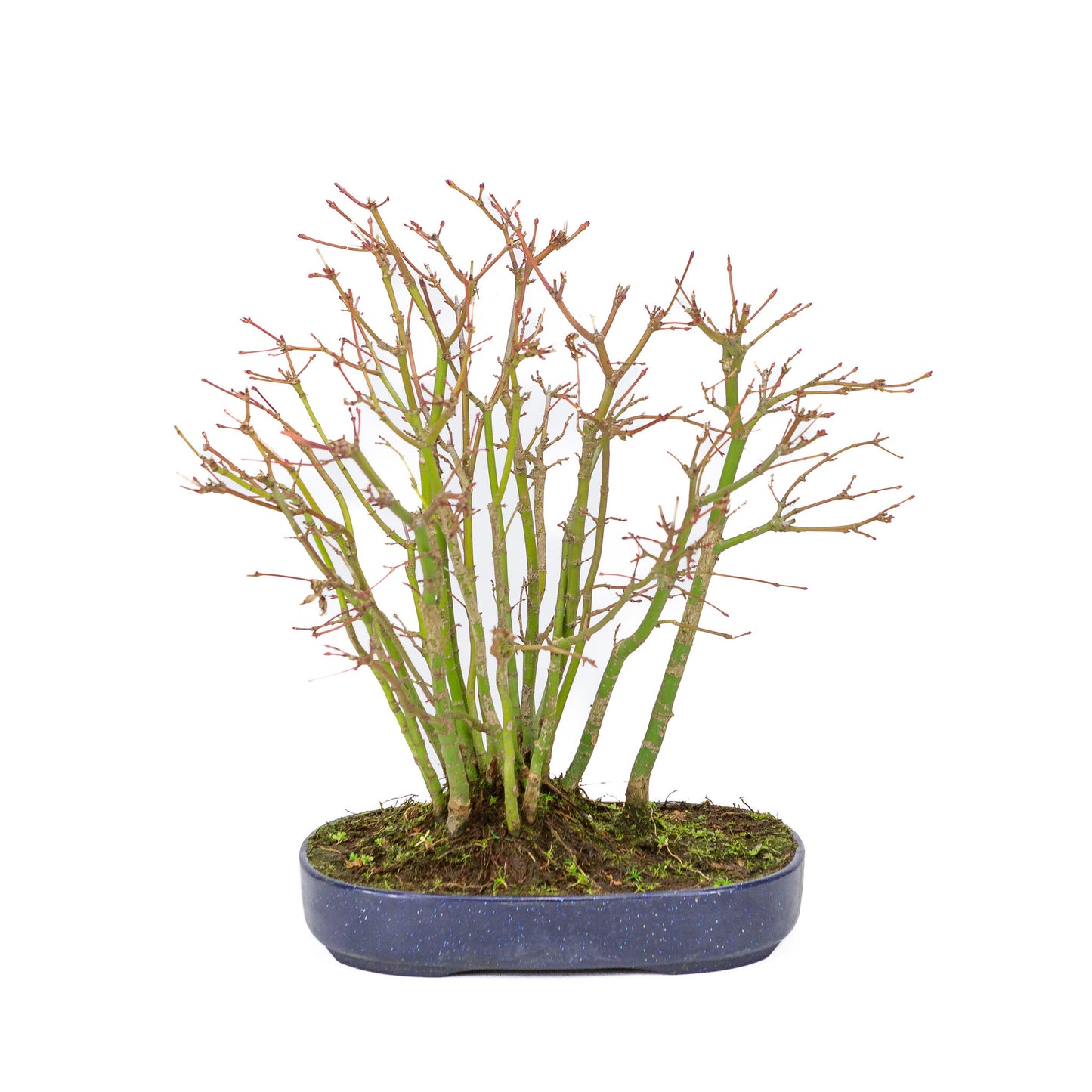 Buiten Bonsai Acer palmatum bos plastic blauwe ovale pot 22cm, hoogte ~32cm