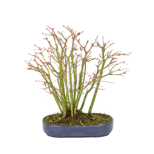 Buiten Bonsai Acer palmatum bos plastic blauwe ovale pot 22cm, hoogte ~32cm