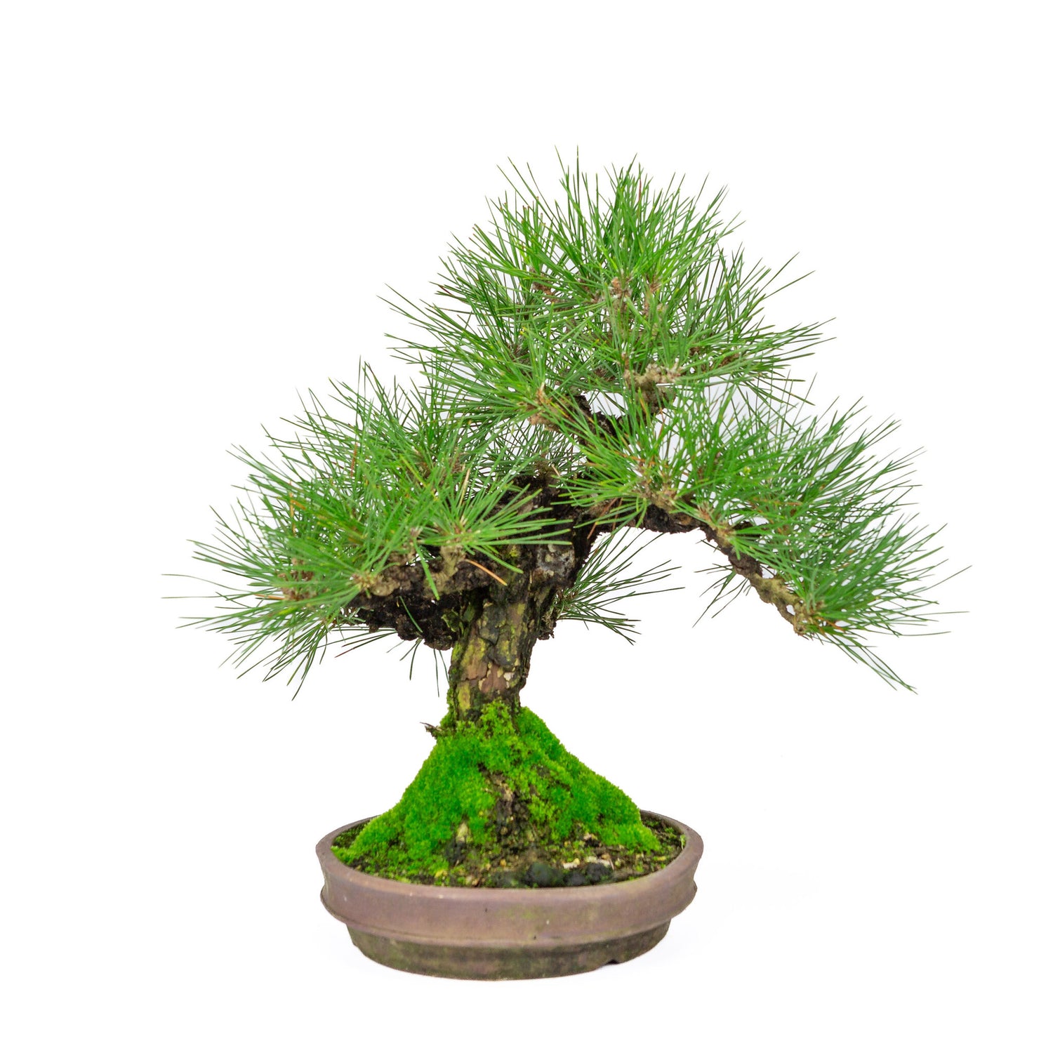 Outdoor Bonsai Pinus thunbergii round unglazed pot 20 cm, height ~37 cm