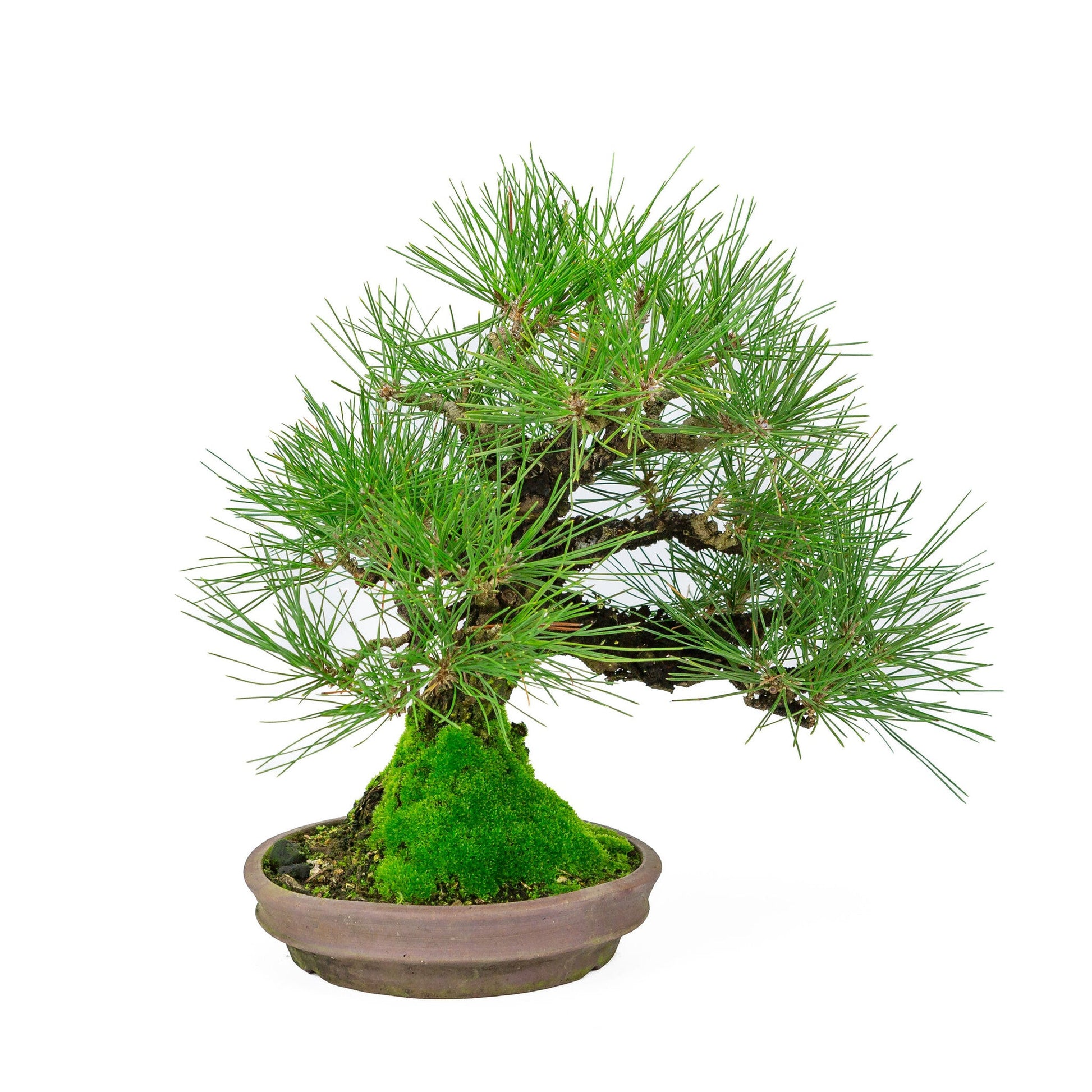 Outdoor Bonsai Pinus thunbergii round unglazed pot 20cm, height ~37cm