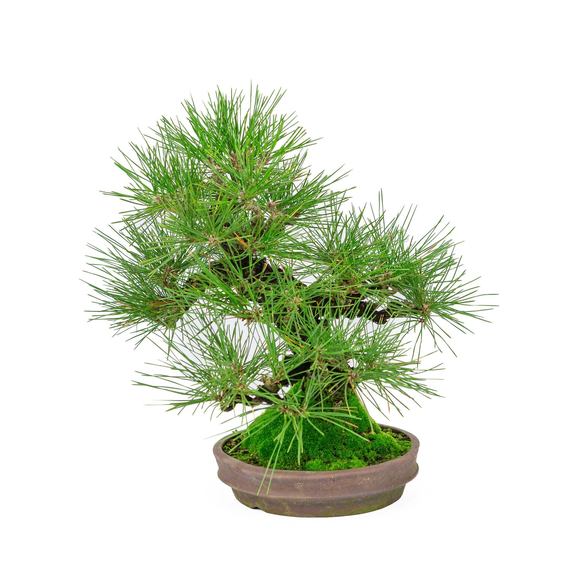 Outdoor Bonsai Pinus thunbergii round unglazed pot 20cm, height ~37cm