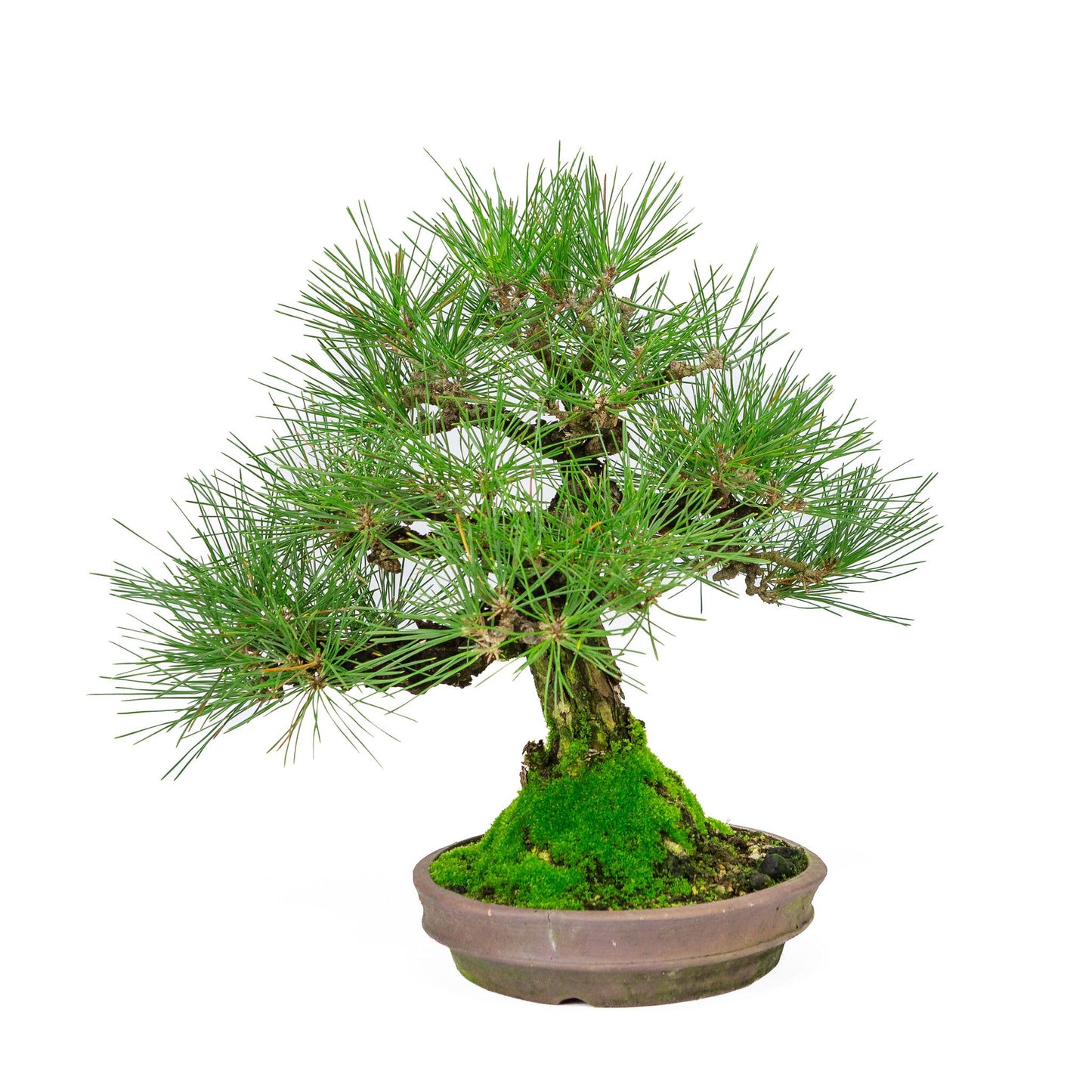 Outdoor Bonsai Pinus thunbergii round unglazed pot 20cm, height ~37cm