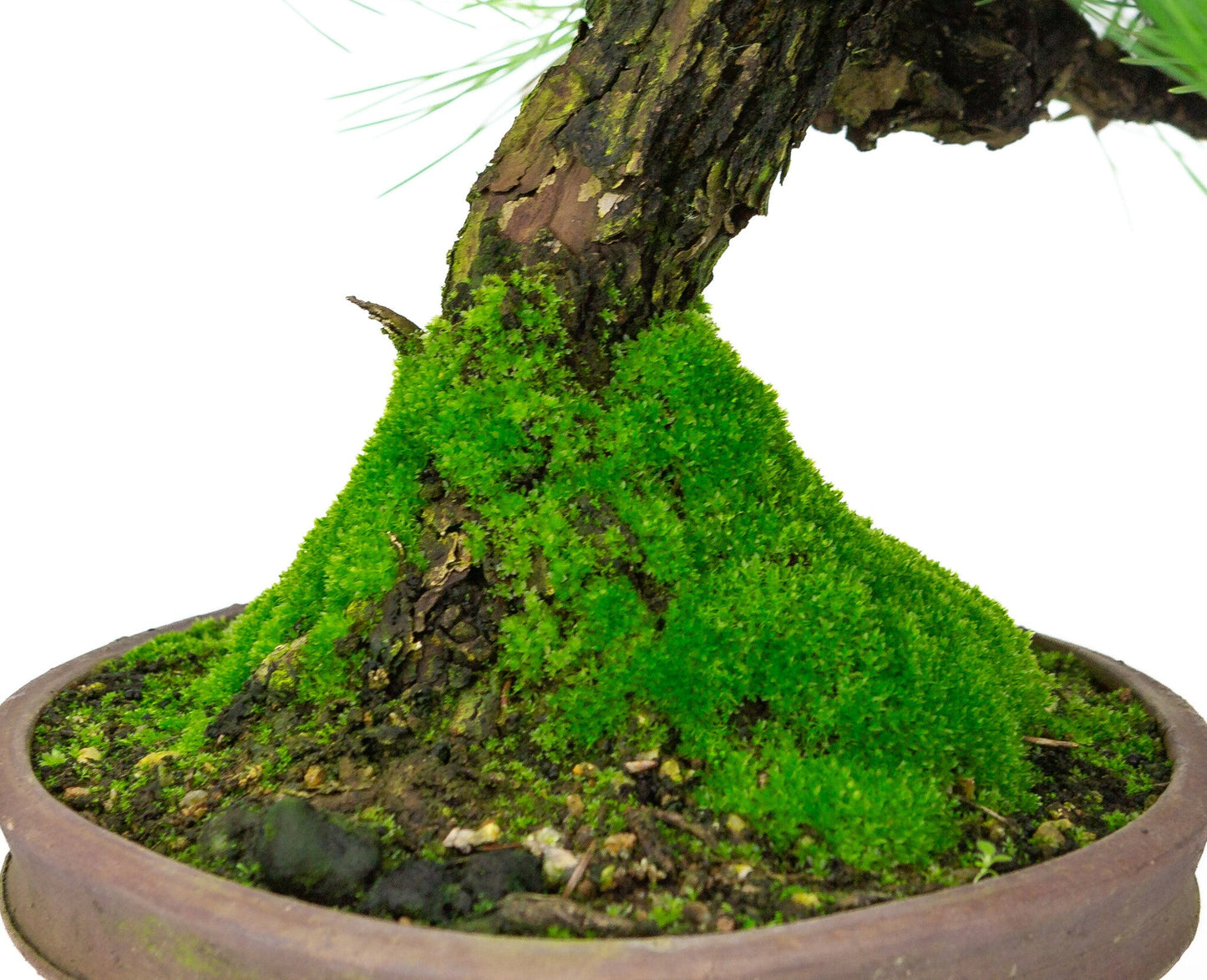 Outdoor Bonsai Pinus thunbergii round unglazed pot 20cm, height ~37cm