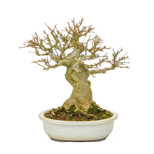 Outdoor Bonsai Acer buergerianum creme ovale pot 25cm, hoogte ~36cm