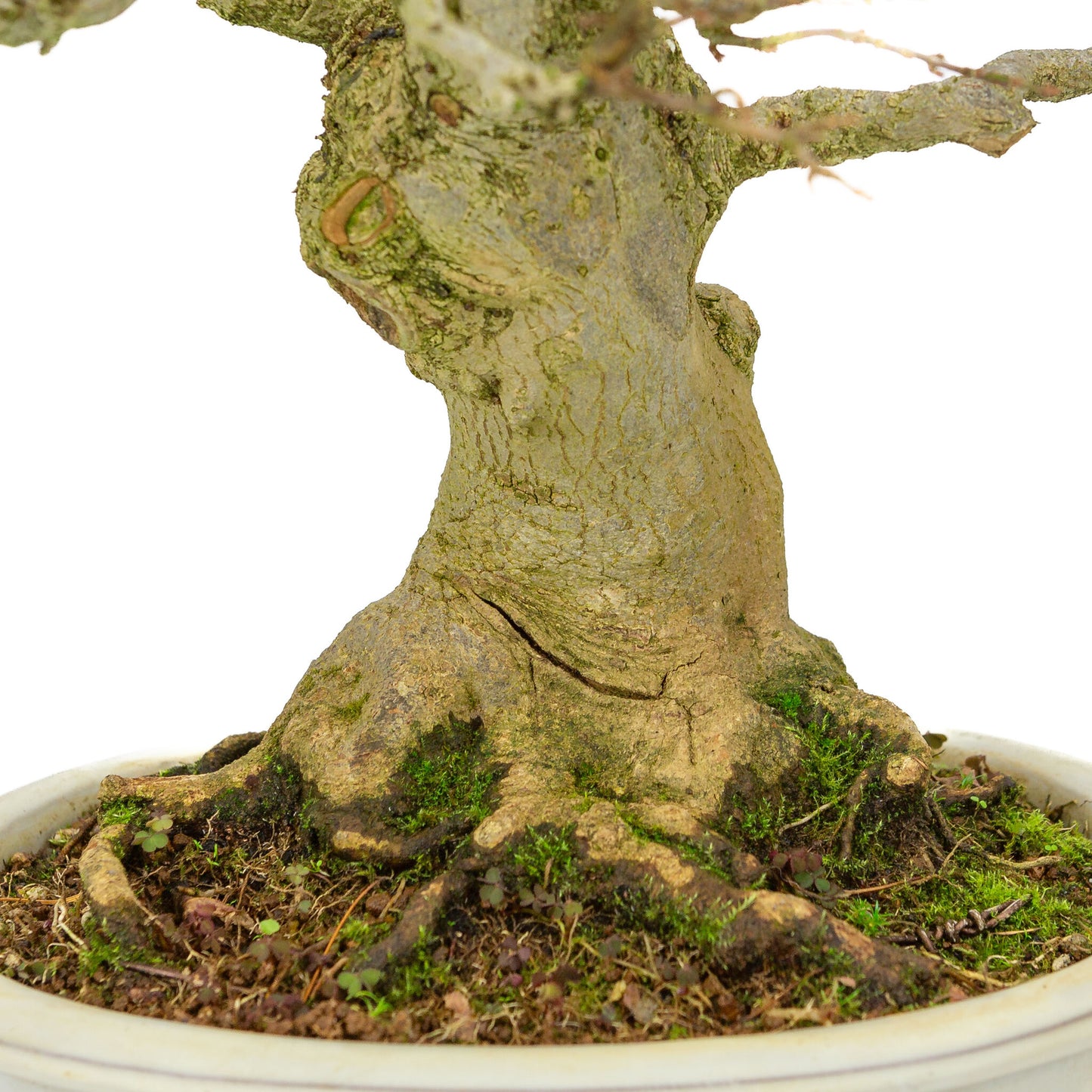 Outdoor Bonsai Acer buergerianum creme ovale pot 25cm, hoogte ~36cm