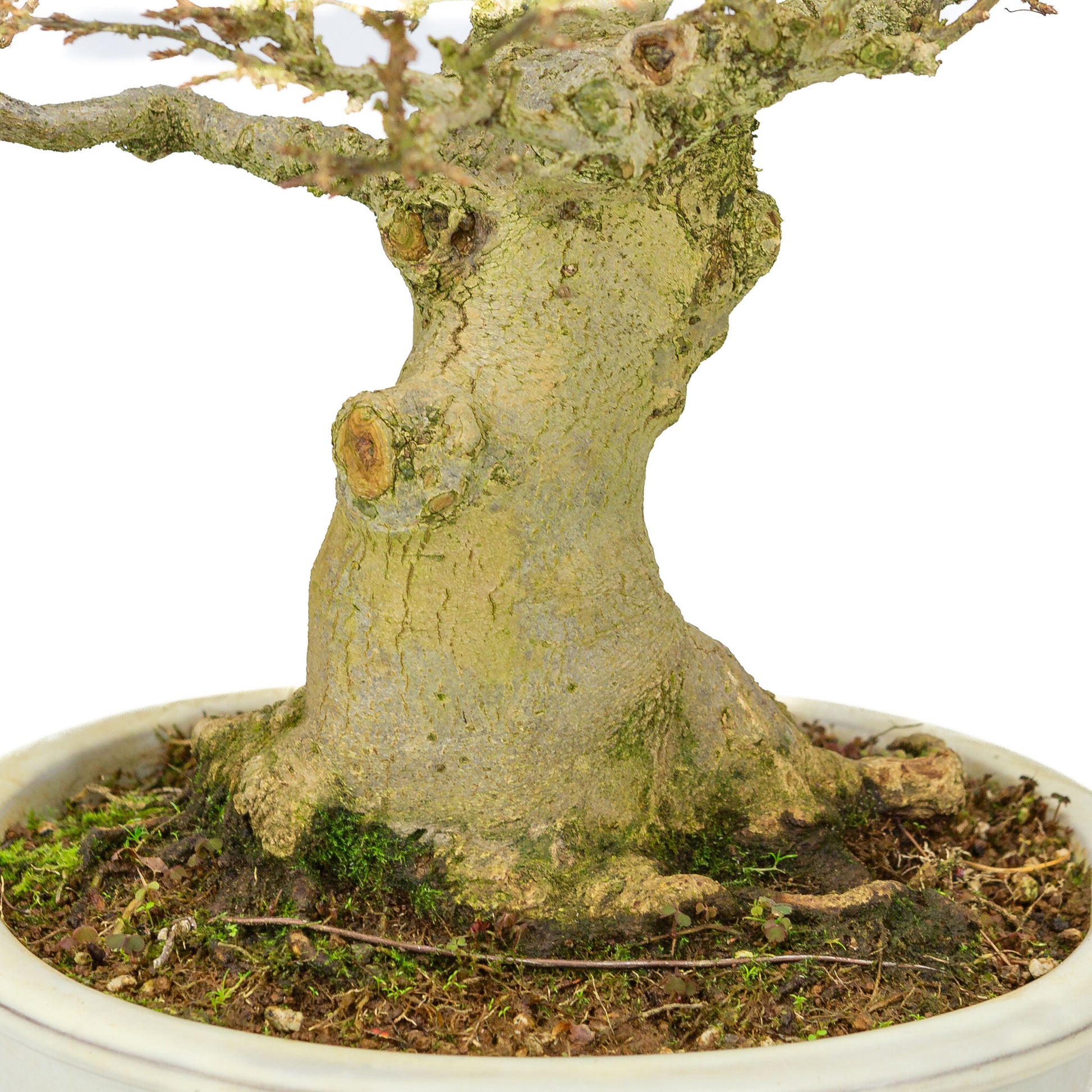 Outdoor Bonsai Acer buergerianum creme ovale pot 25cm, hoogte ~36cm
