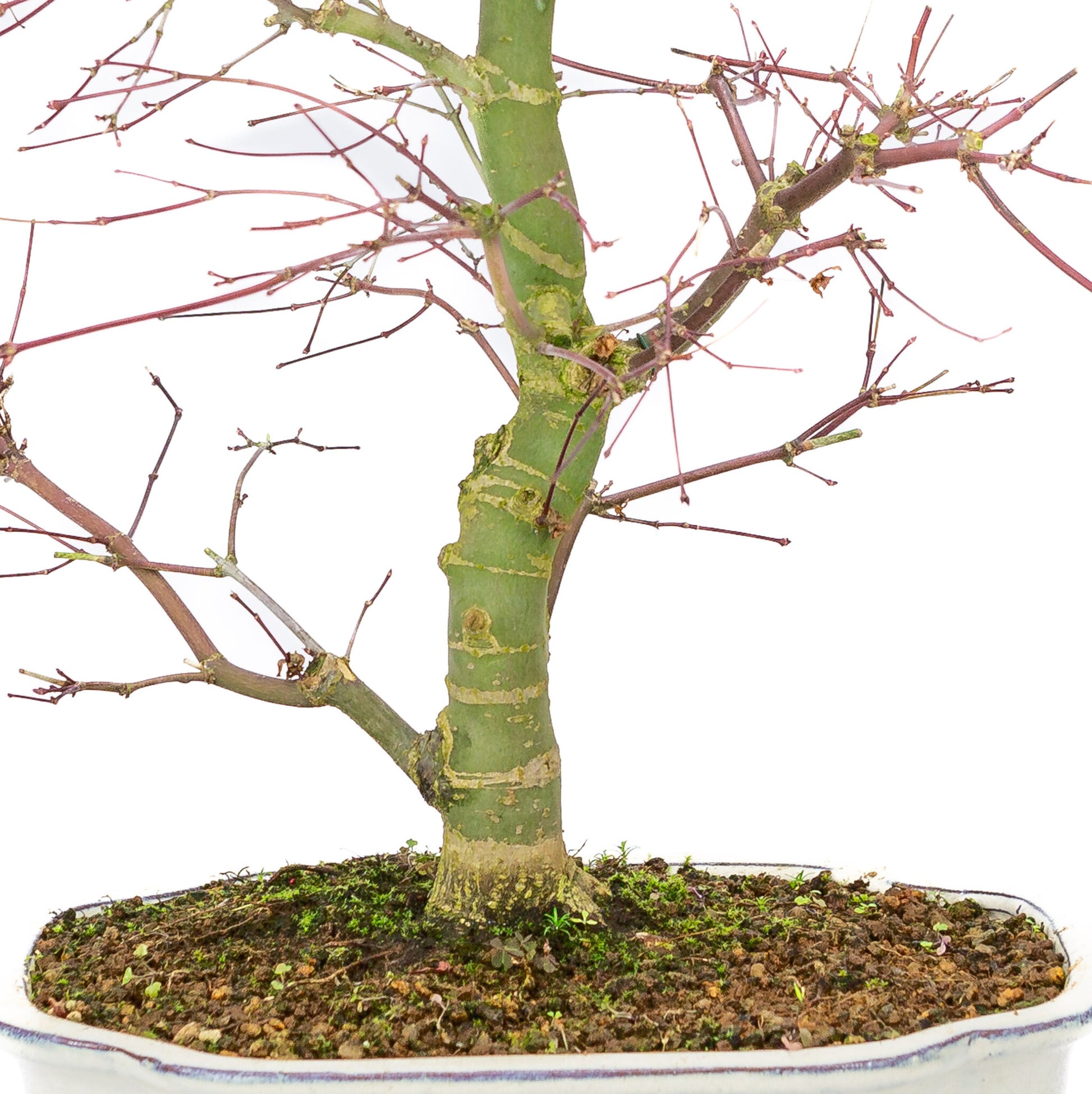 Buiten Bonsai Acer palmatum Deshojo creme Mokko pot 25cm, hoogte ~46cm