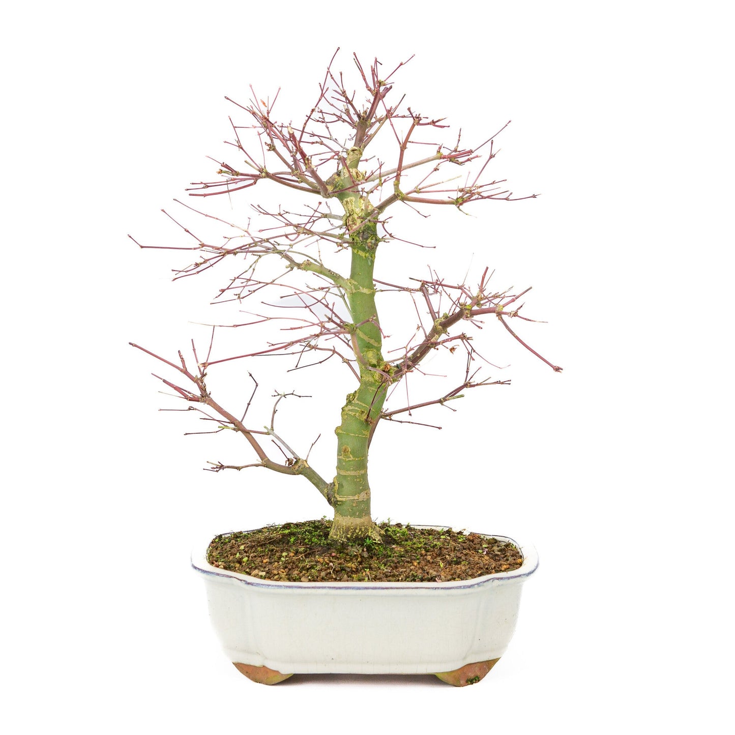 Outdoor Bonsai Acer palmatum Deshojo cream Mokko pot 25cm, height ~46cm