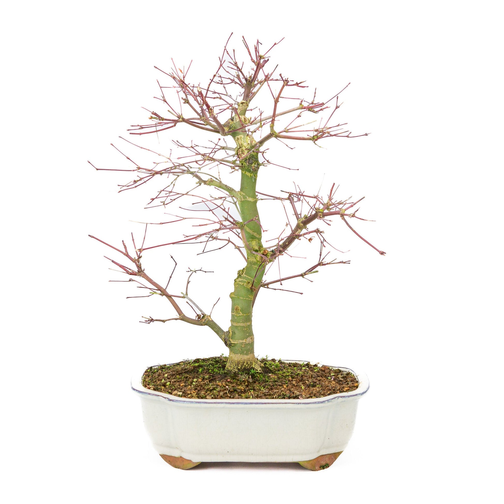 Outdoor Bonsai Acer palmatum Deshojo cream Mokko pot 25cm, height ~46cm