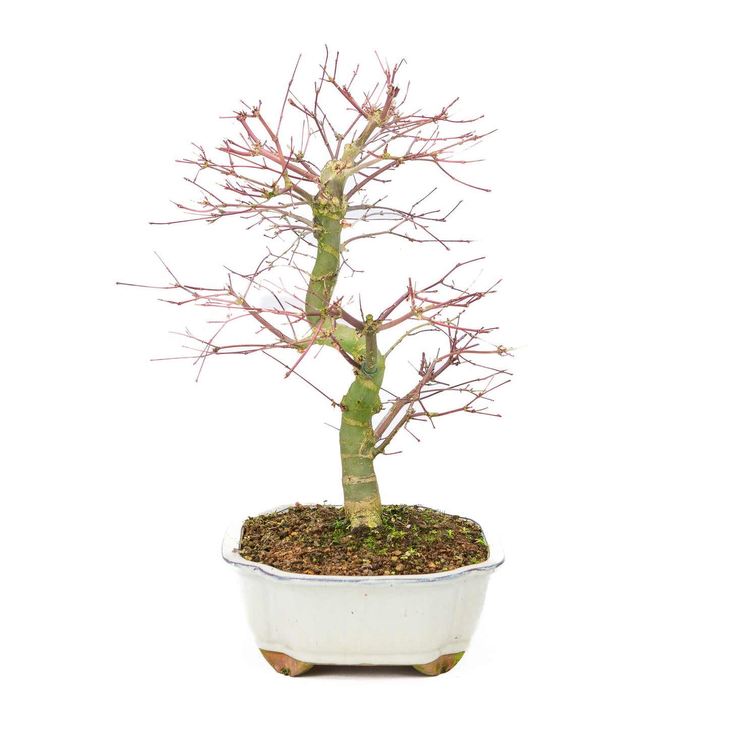 Buiten Bonsai Acer palmatum Deshojo creme Mokko pot 25cm, hoogte ~46cm