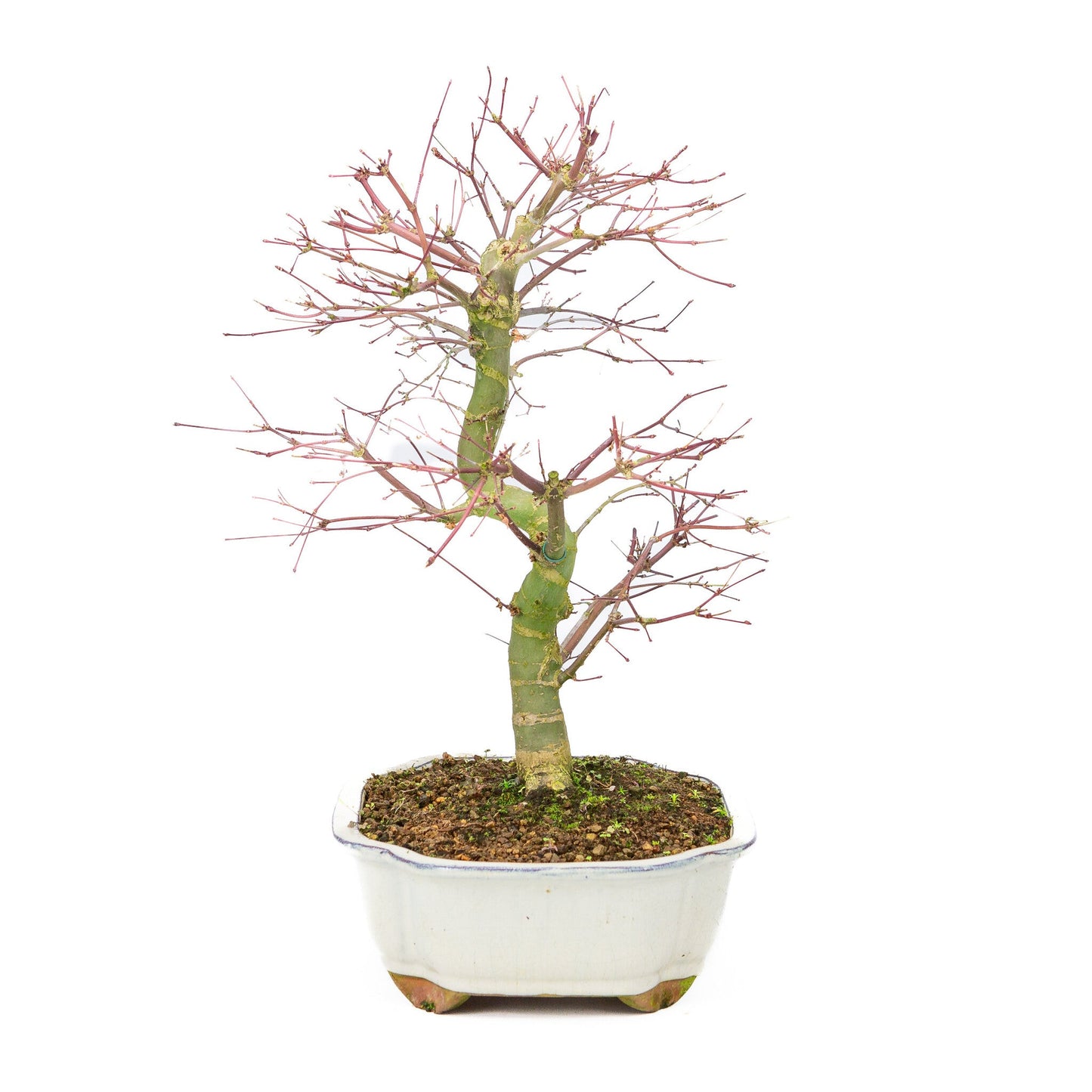 Outdoor Bonsai Acer palmatum Deshojo cream Mokko pot 25cm, height ~46cm