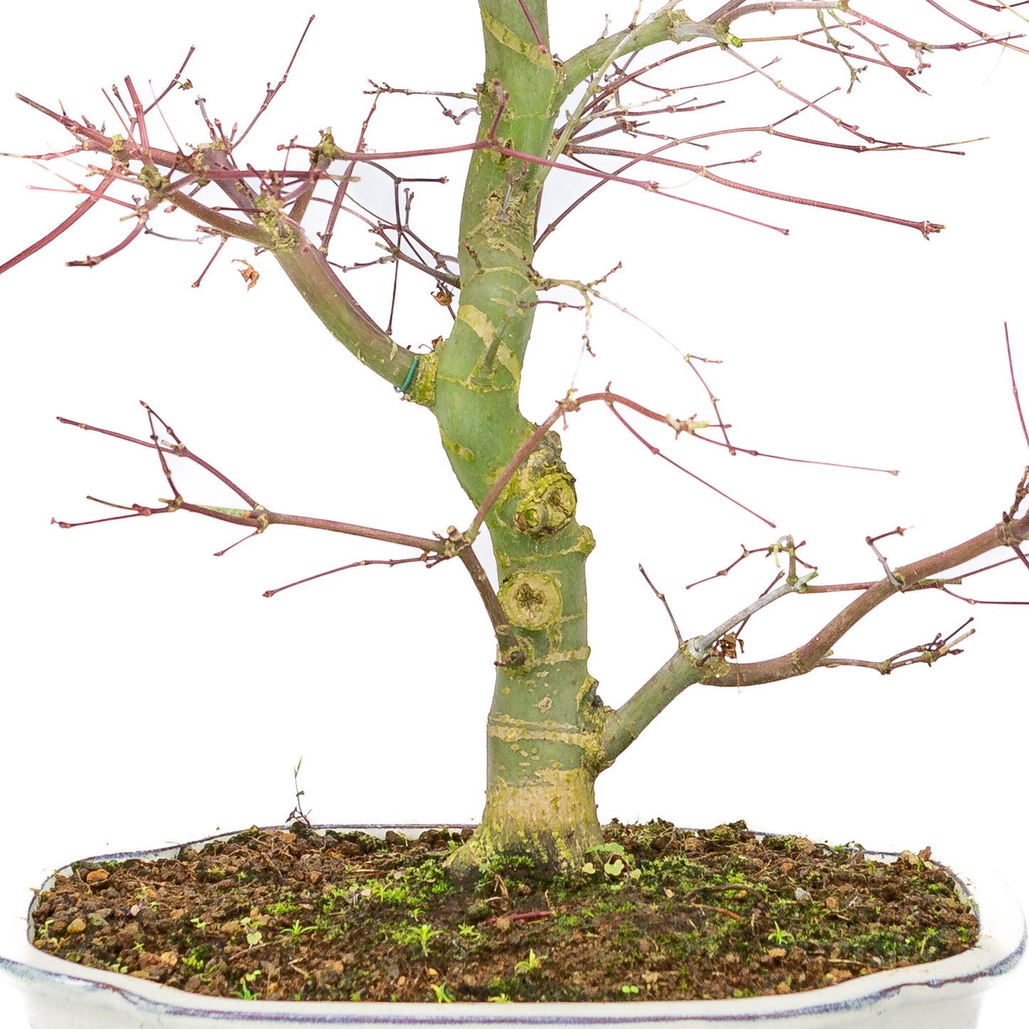 Buiten Bonsai Acer palmatum Deshojo creme Mokko pot 25cm, hoogte ~46cm