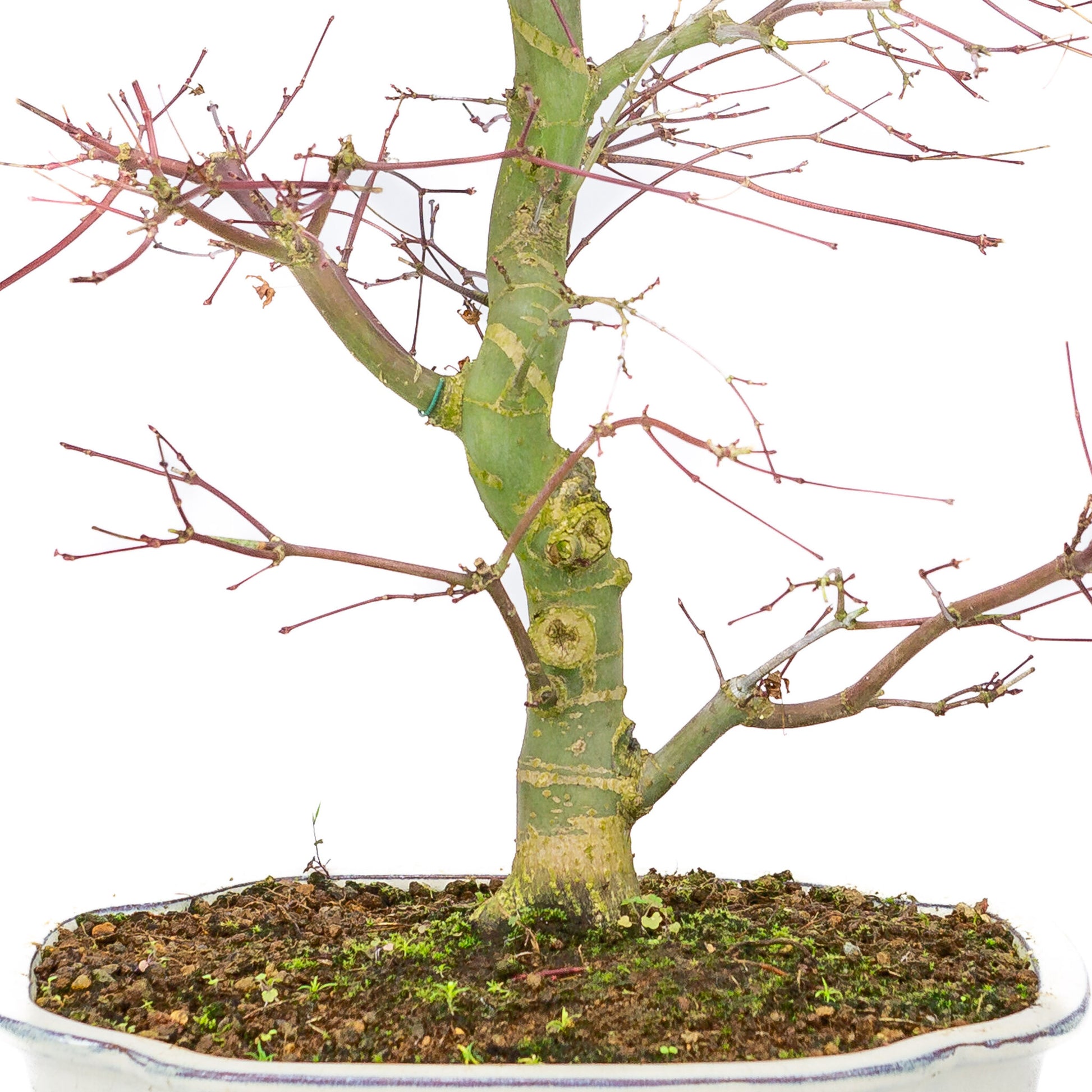 Buiten Bonsai Acer palmatum Deshojo creme Mokko pot 25cm, hoogte ~46cm