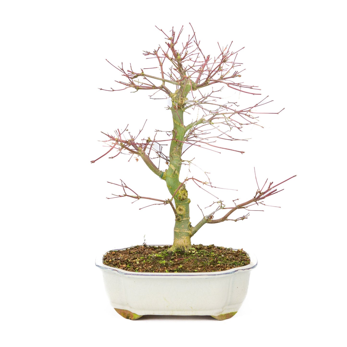 Outdoor Bonsai Acer palmatum Deshojo cream Mokko pot 25cm, height ~46cm