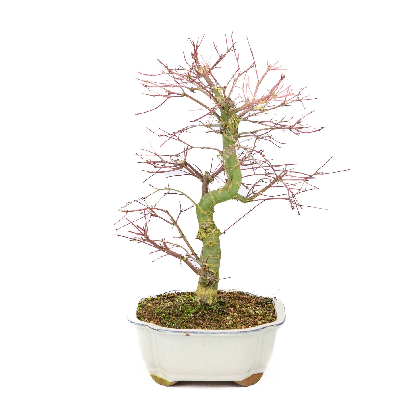 Buiten Bonsai Acer palmatum Deshojo creme Mokko pot 25cm, hoogte ~46cm
