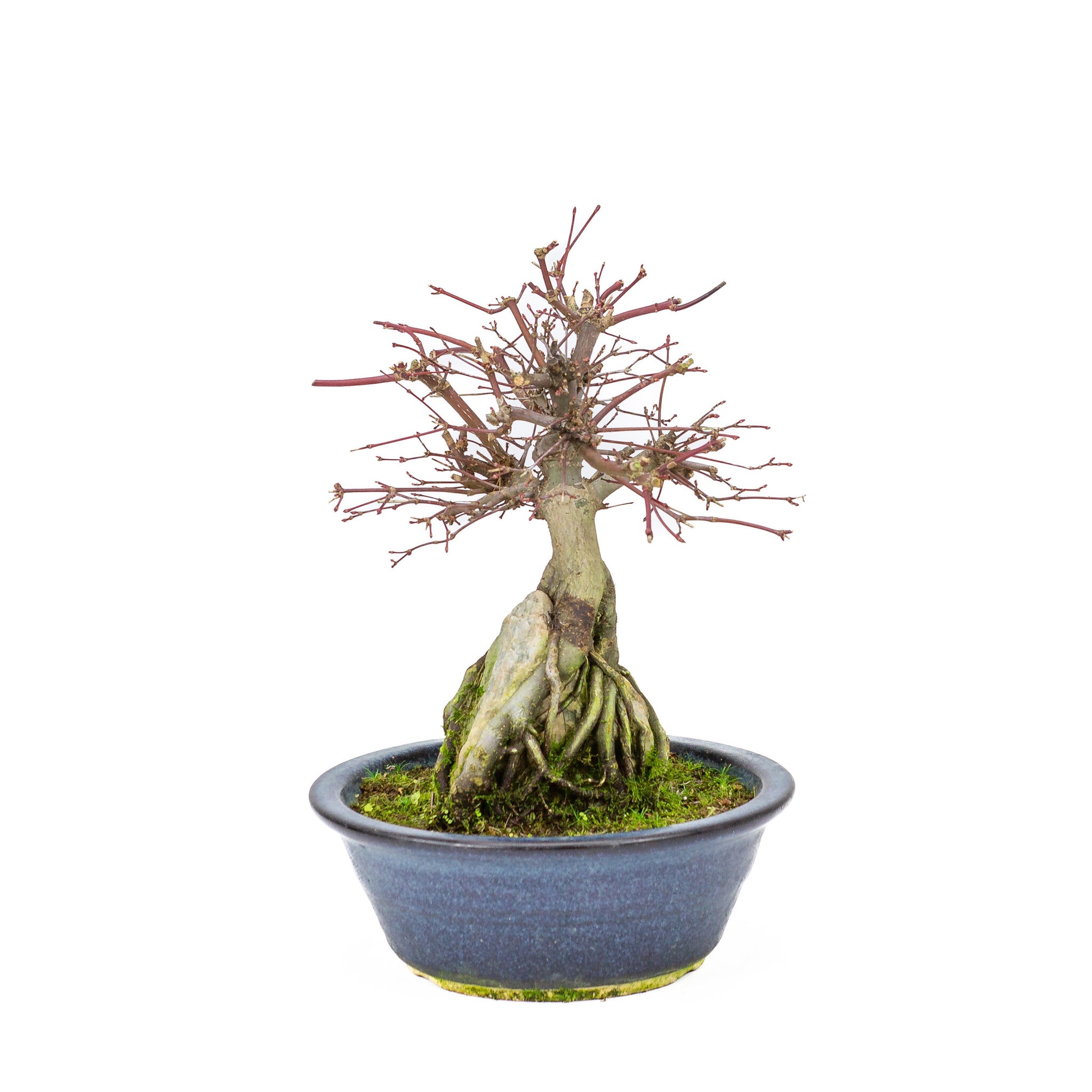 Buiten Bonsai Acer palmatum 'Deshojo' blauwe ronde pot 20 cm, hoogte ~31cm