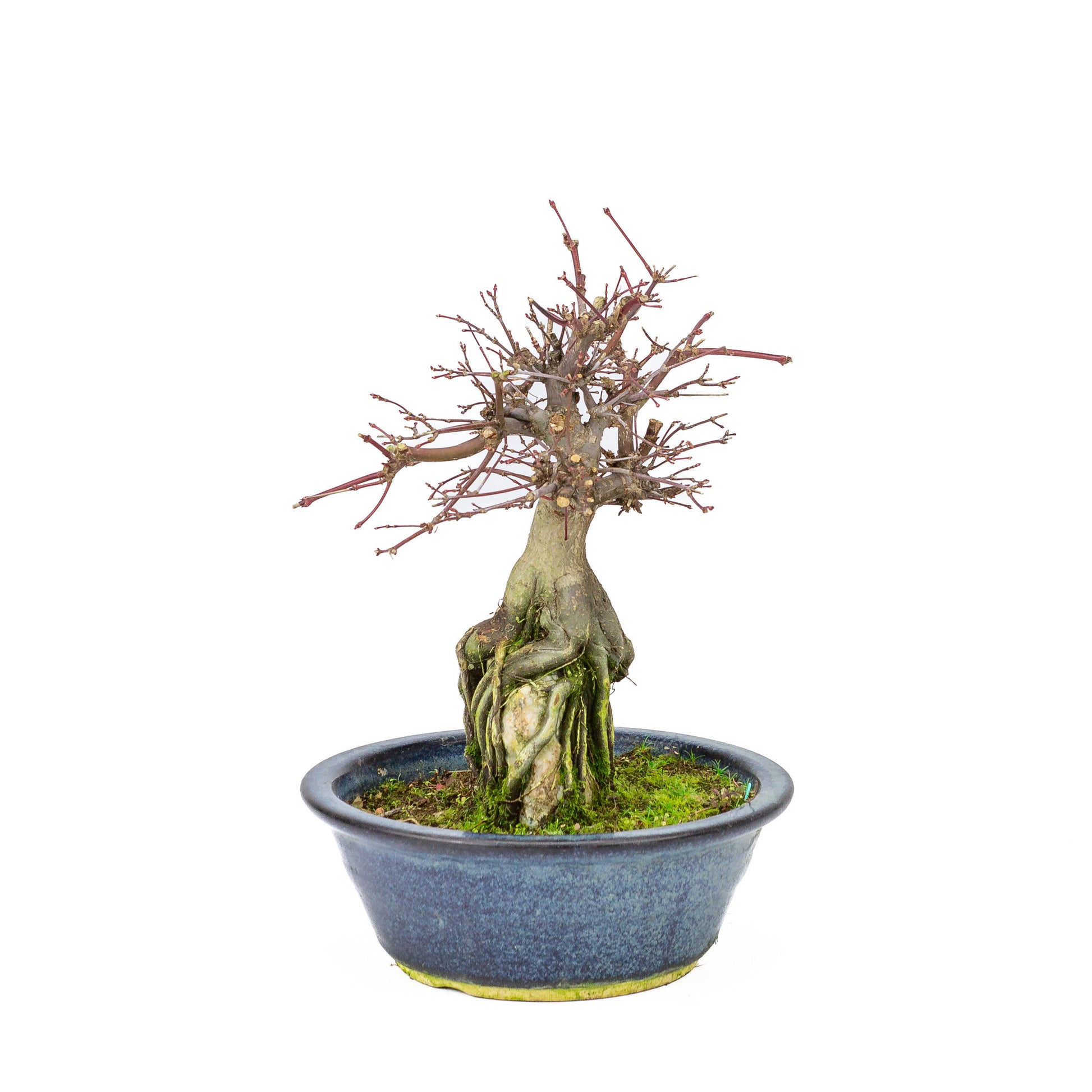 Buiten Bonsai Acer palmatum 'Deshojo' blauwe ronde pot 20 cm, hoogte ~31cm
