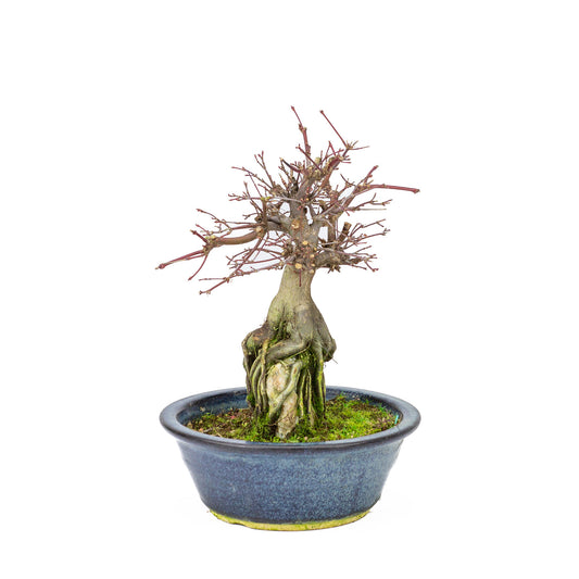Buiten Bonsai Acer palmatum 'Deshojo' blauwe ronde pot 20 cm, hoogte ~31cm