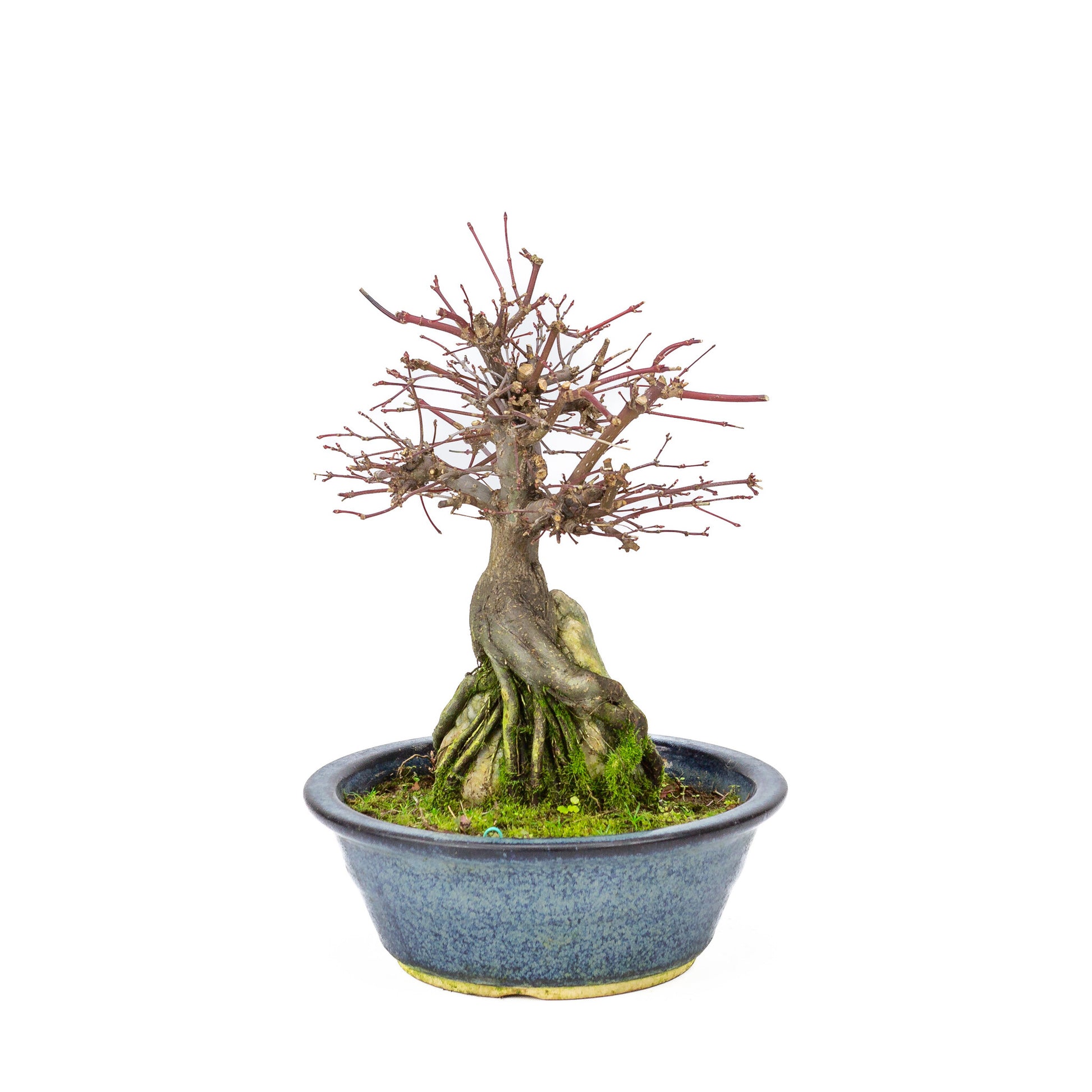 Buiten Bonsai Acer palmatum 'Deshojo' blauwe ronde pot 20 cm, hoogte ~31cm