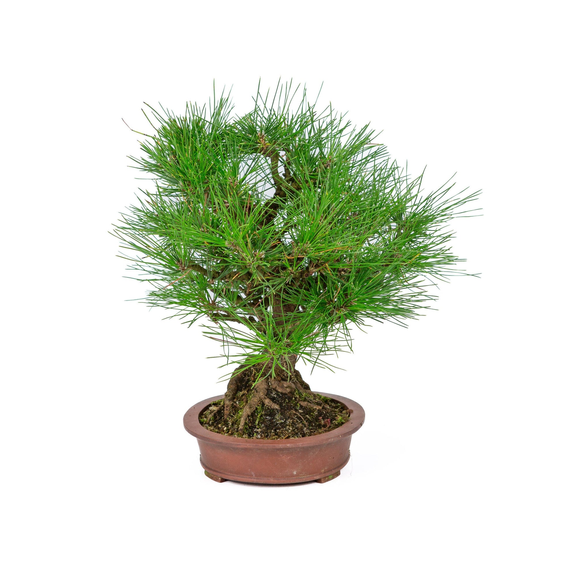 Outdoor Bonsai Pinus thunbergii unglazed oval pot 19cm, height ~30cm